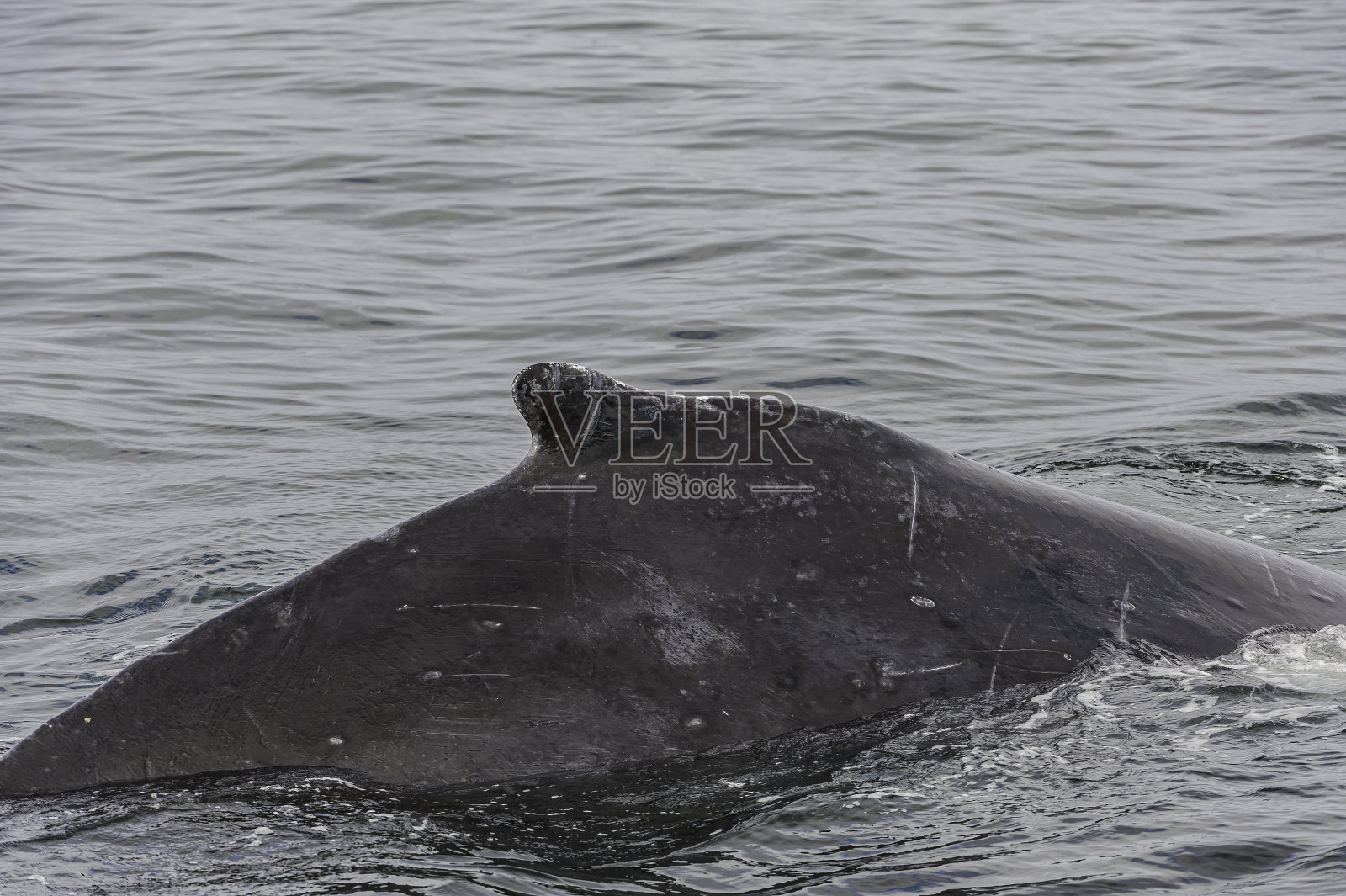 座头鲸，新翅目，阿拉斯加查塔姆海峡。有背峰或背鳍的。照片摄影图片