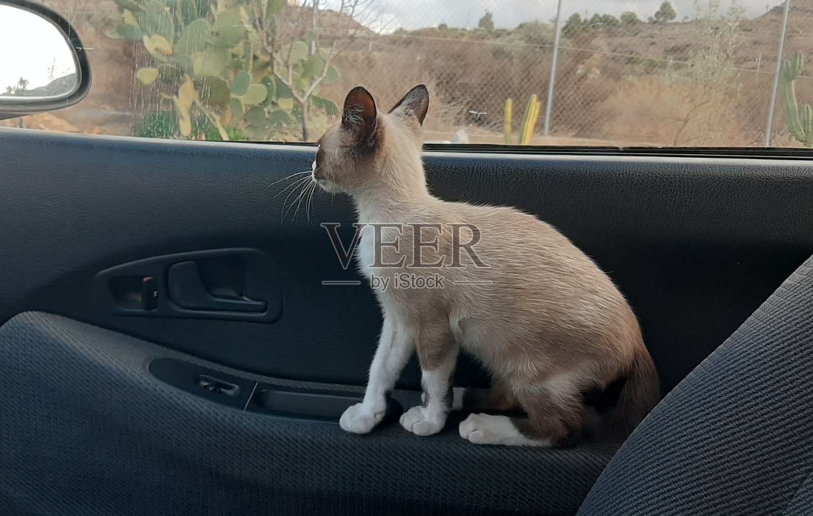 小猫探出窗外，小猫在车里，小猫在车里玩照片摄影图片