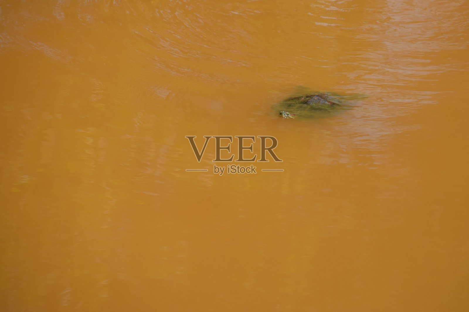 美丽的野生乌龟照片摄影图片