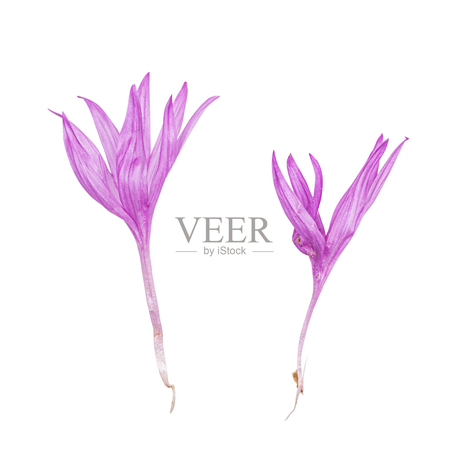 孤立在白色上的紫色矢车菊。剪切路径照片摄影图片