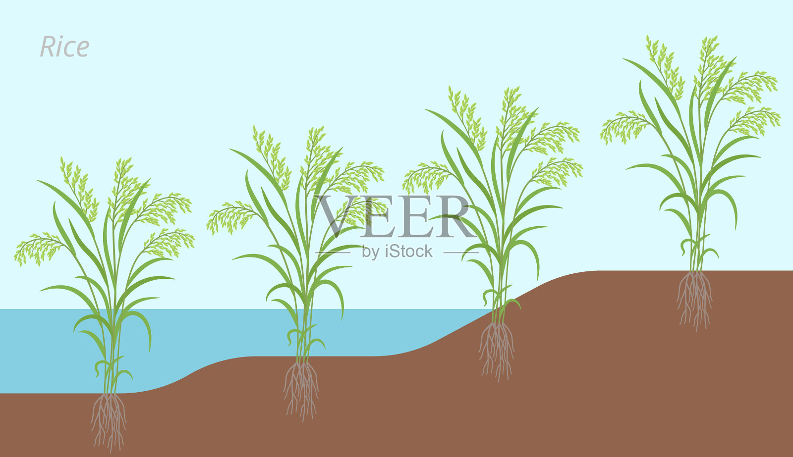 水稻在水和地上的生长发育插画图片素材