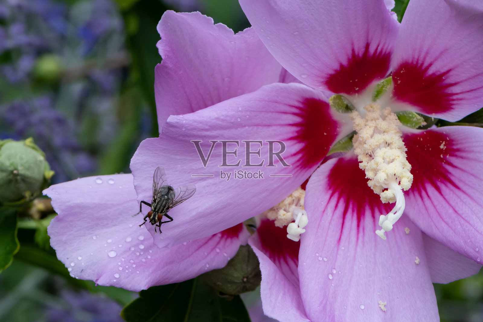 沙伦玫瑰上常见的家蝇照片摄影图片