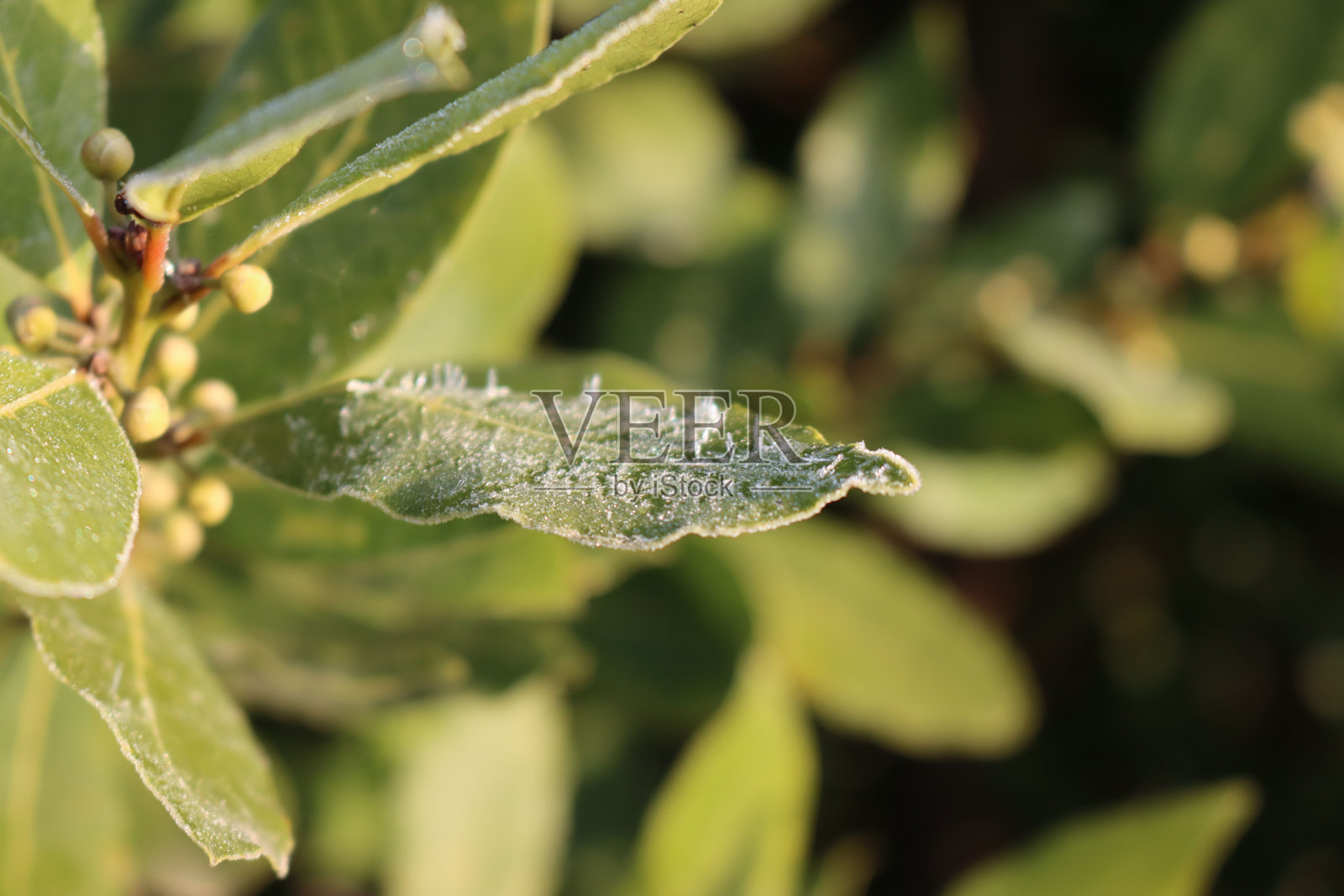 黎明时分，月桂树叶上的霜冻特写照片摄影图片