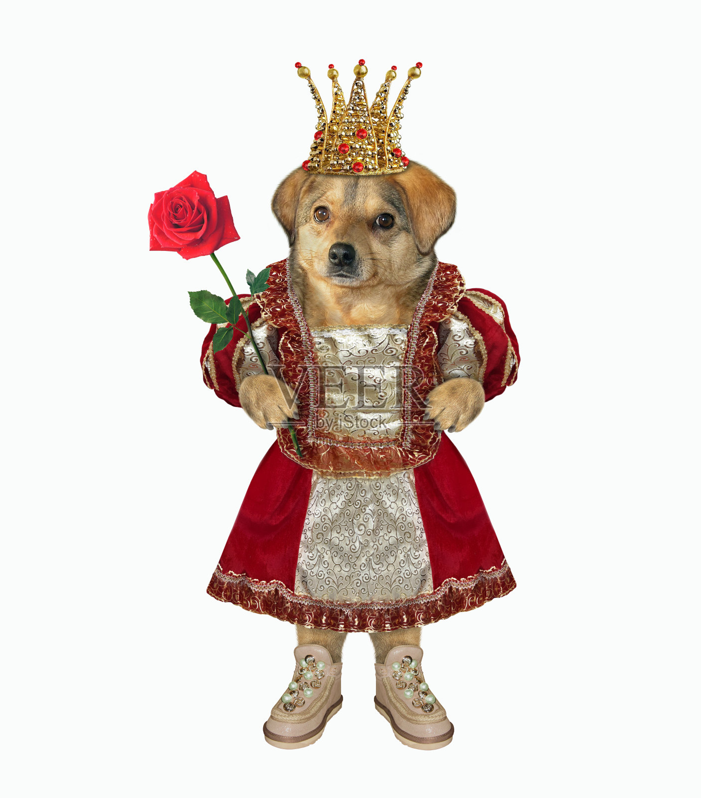 狗女王头戴红玫瑰照片摄影图片