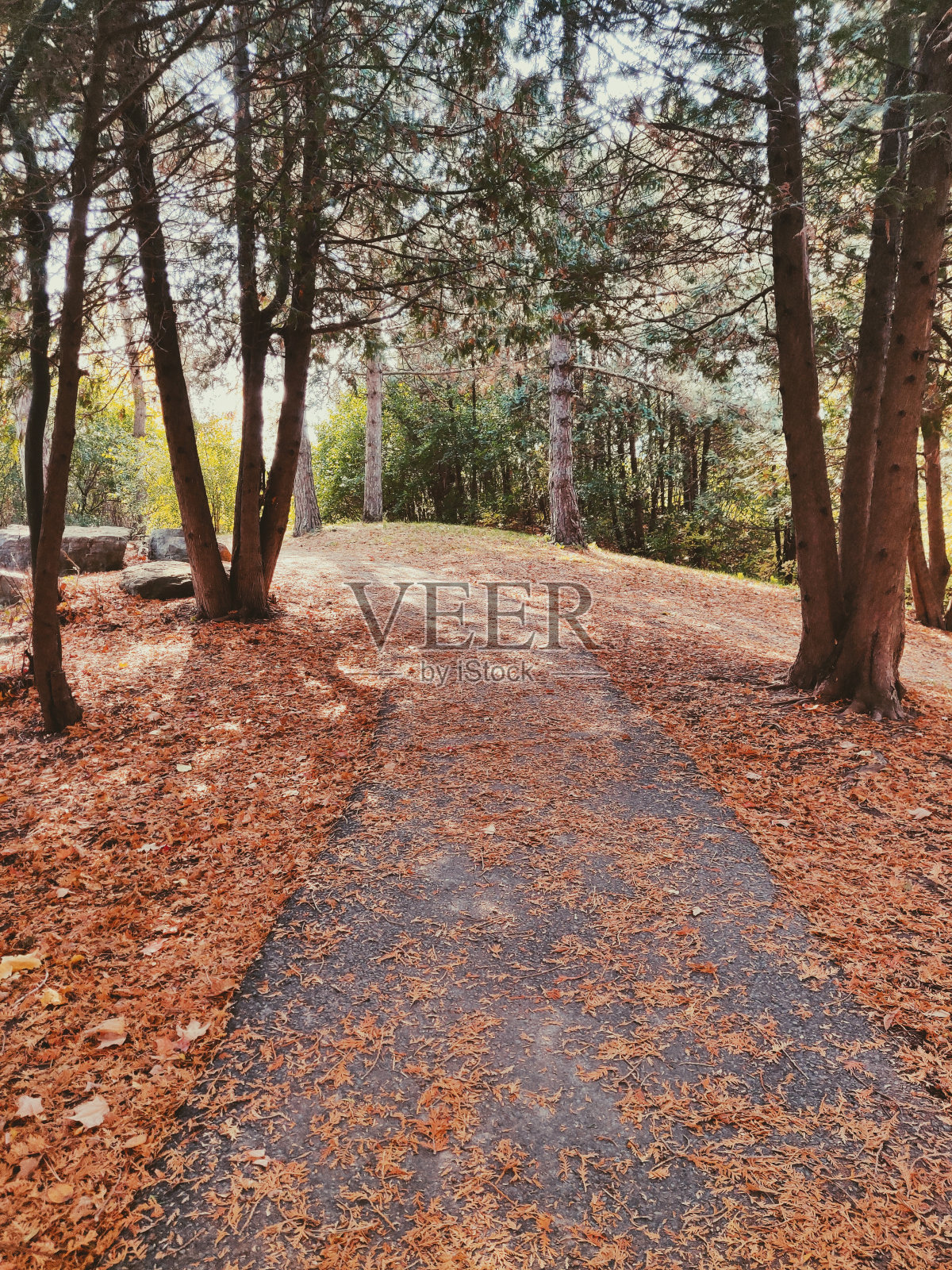 树木之间的走道照片摄影图片