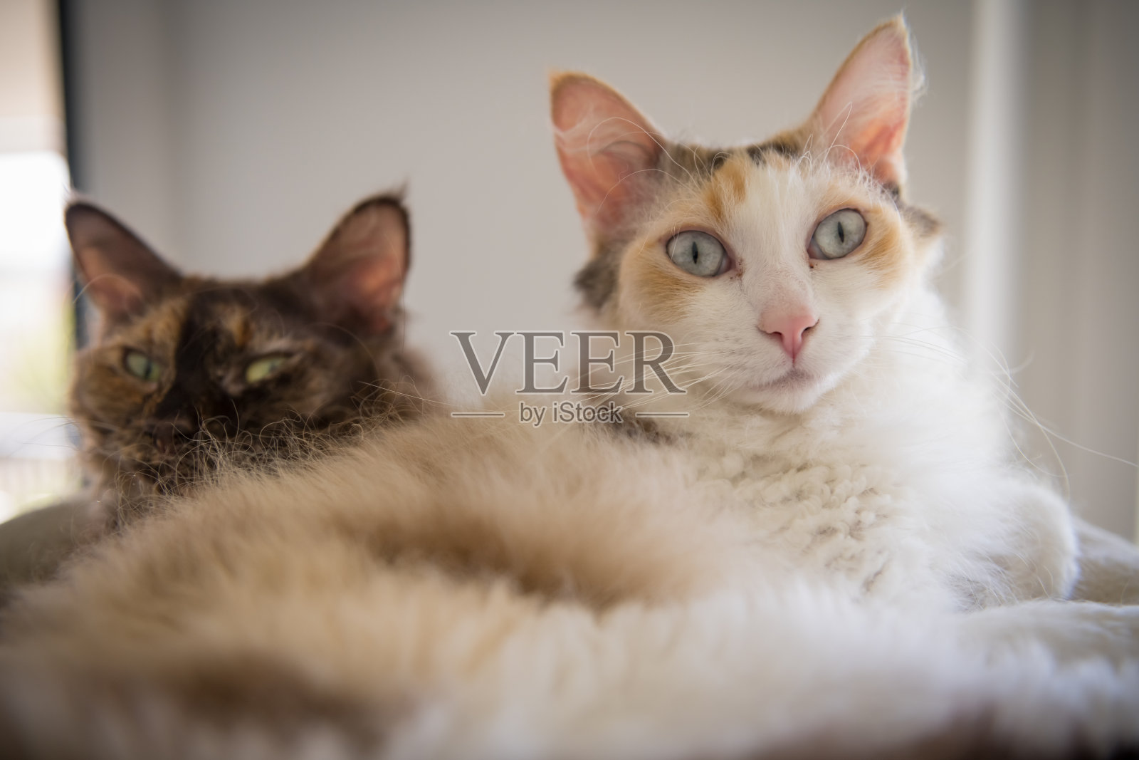 两只LaPerm猫躺在抓挠柱上，看着摄像机。照片摄影图片