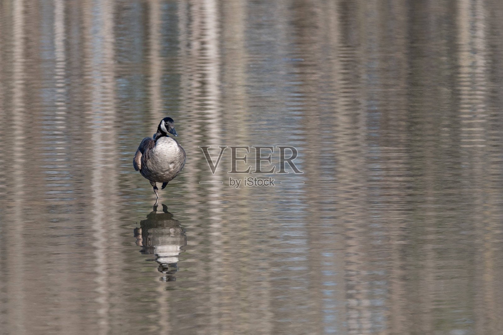 一条腿加拿大鹅在Zig Zag池塘倒影照片摄影图片