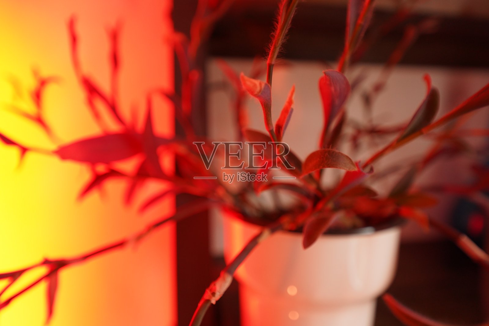 红光下的植物照片摄影图片