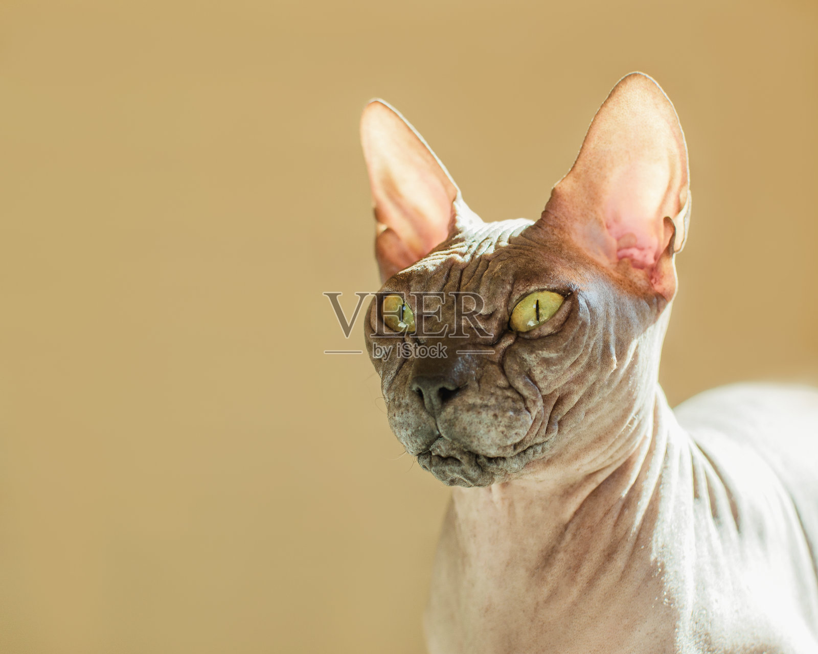 一个迷人的黑猫的肖像。唐·斯芬克斯的猫在模糊的背景。纯种动物。照片摄影图片