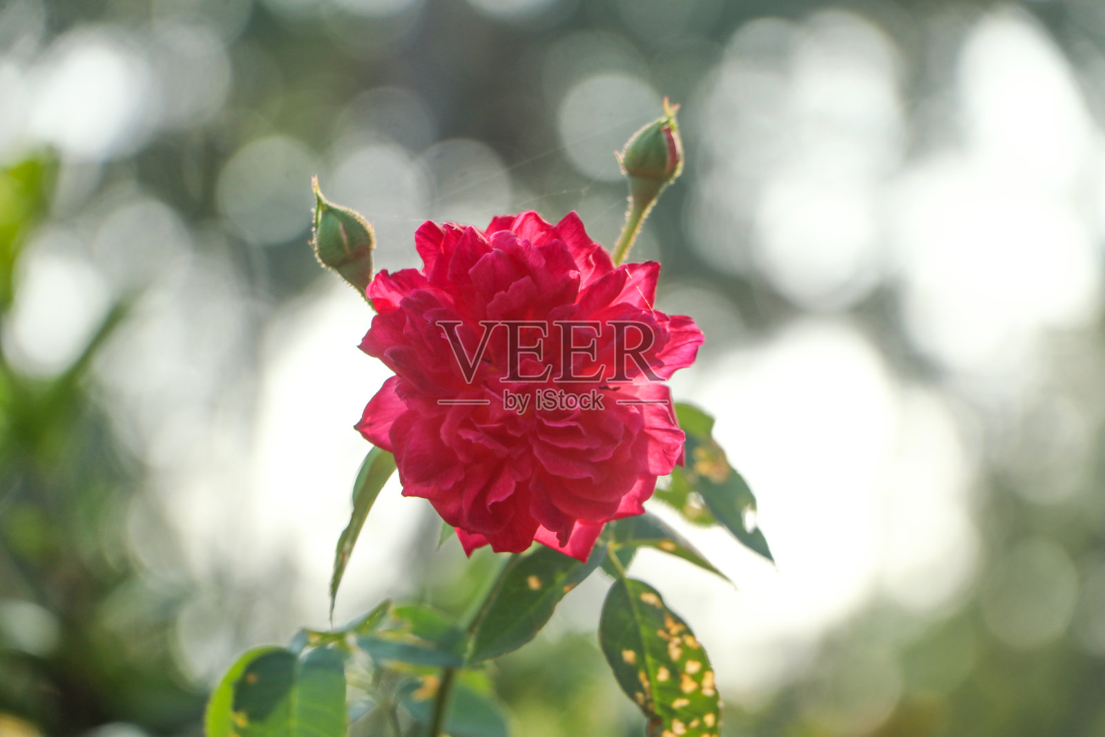 玫瑰花照片摄影图片