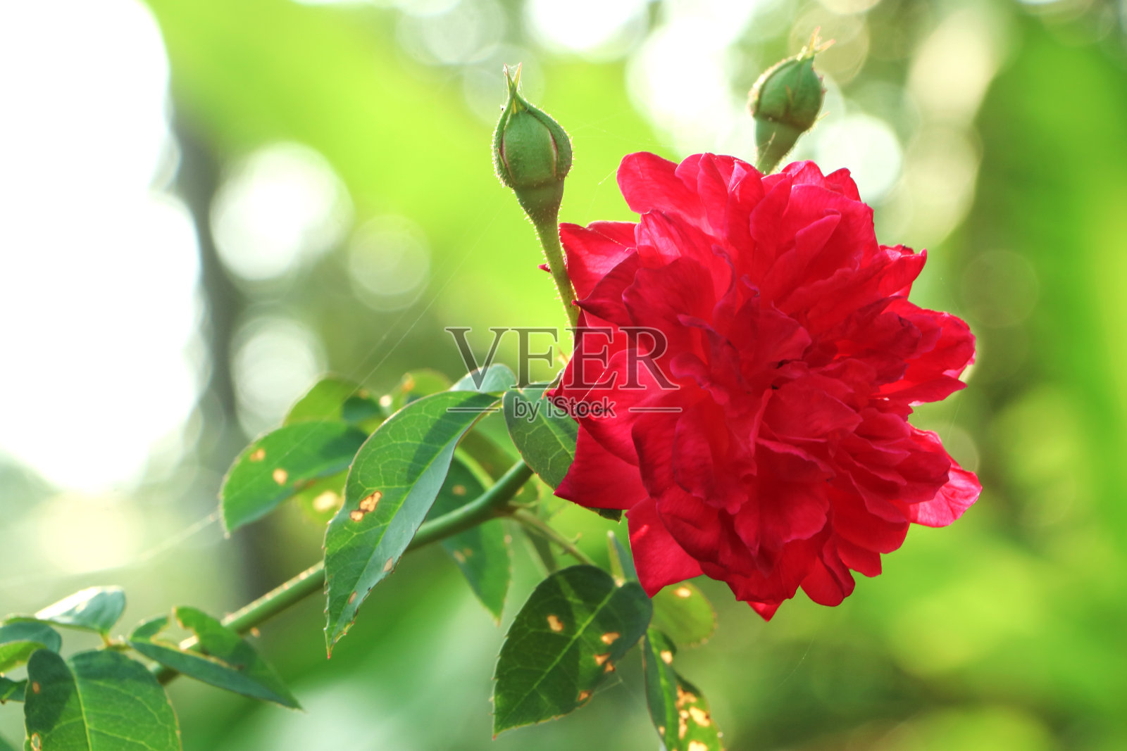 玫瑰花照片摄影图片