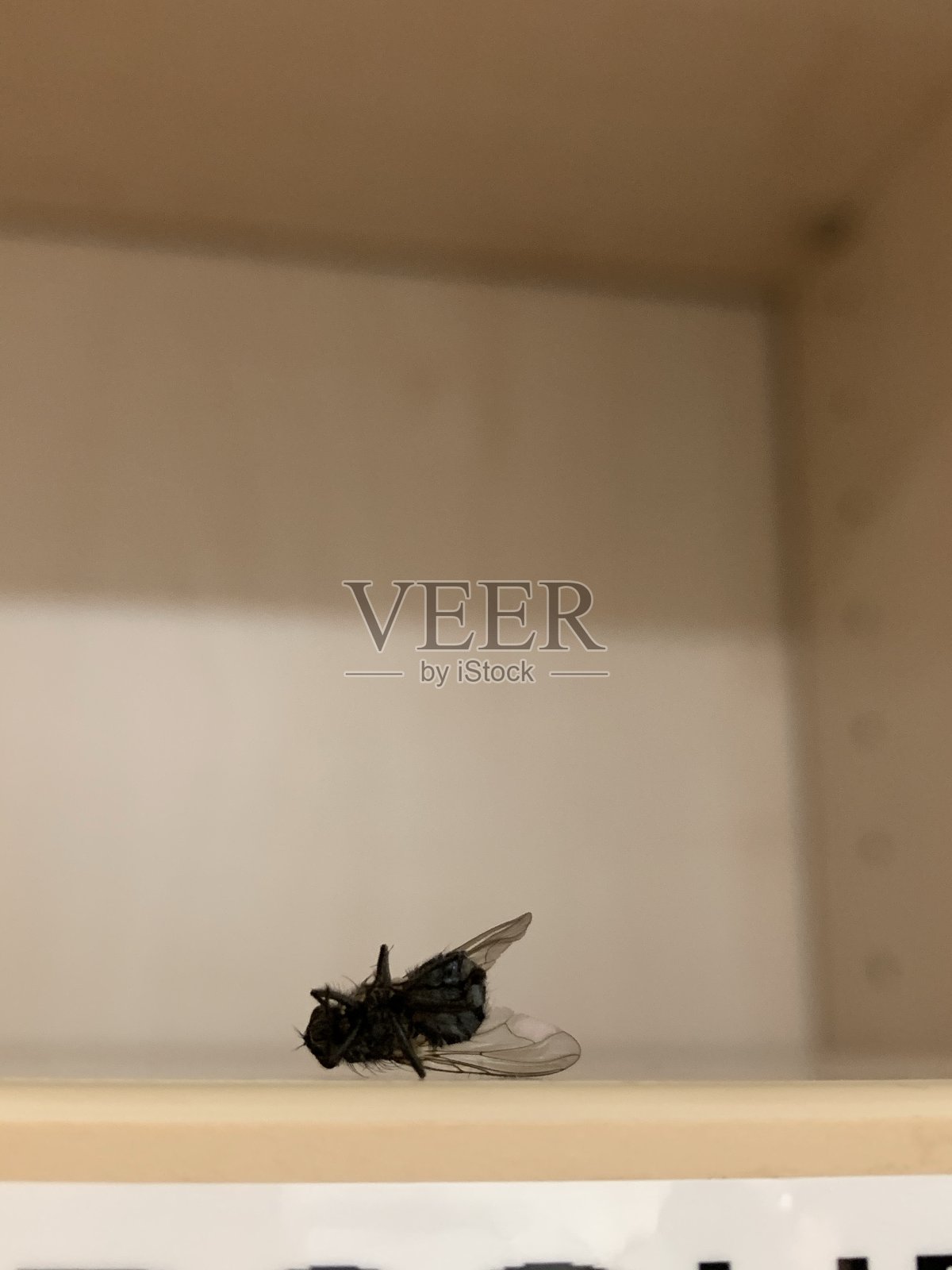 寂寞，架子上的死苍蝇照片摄影图片