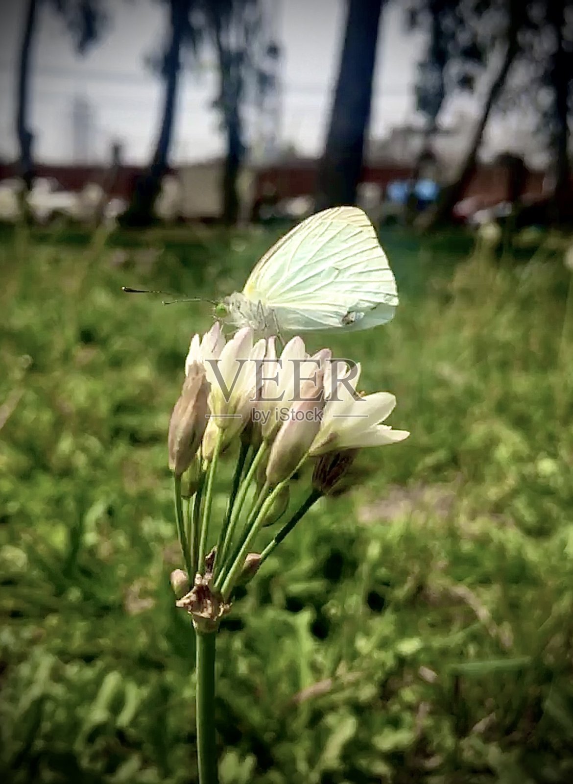 蝴蝶照片摄影图片