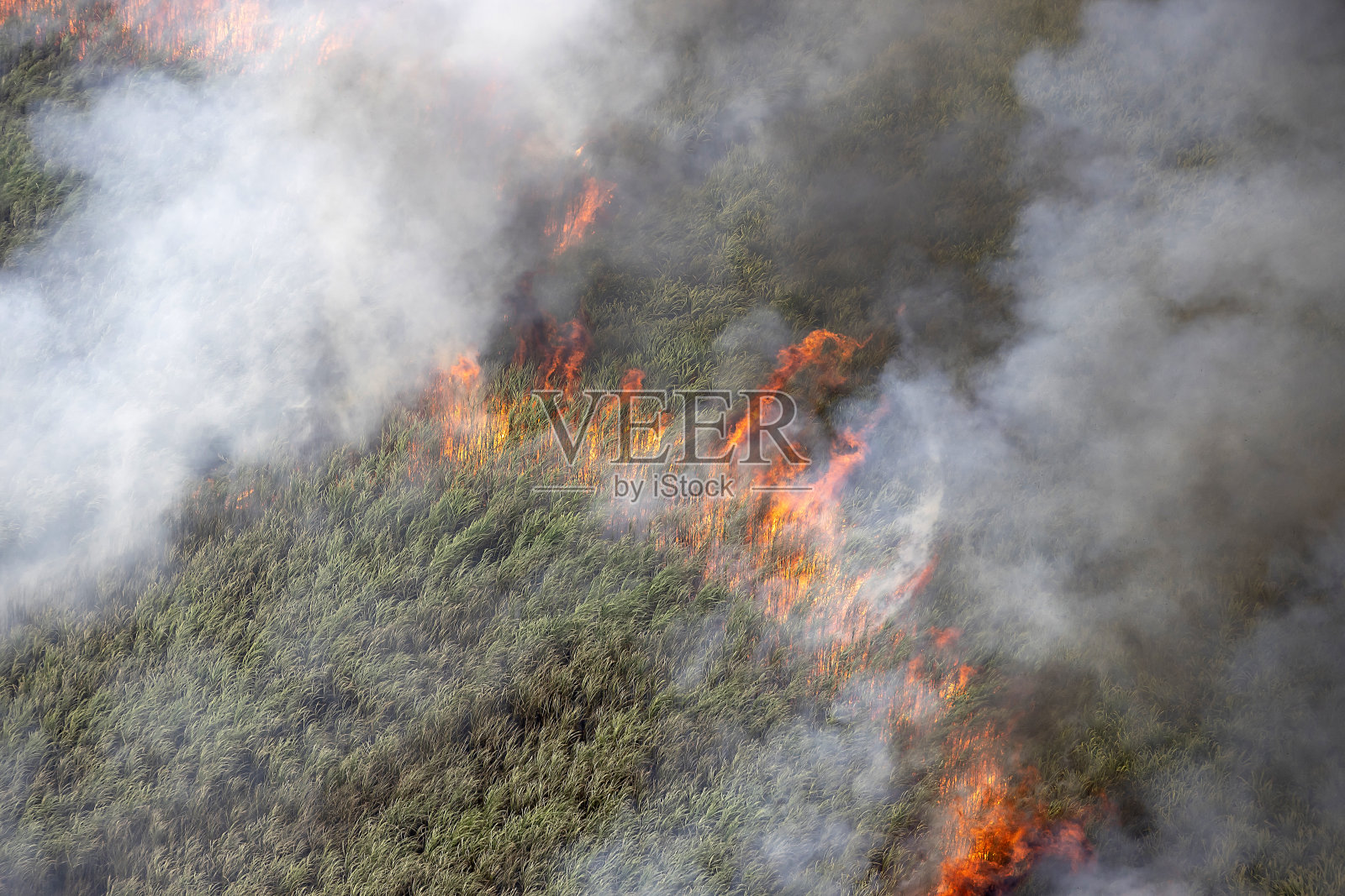 燃烧甘蔗领域照片摄影图片