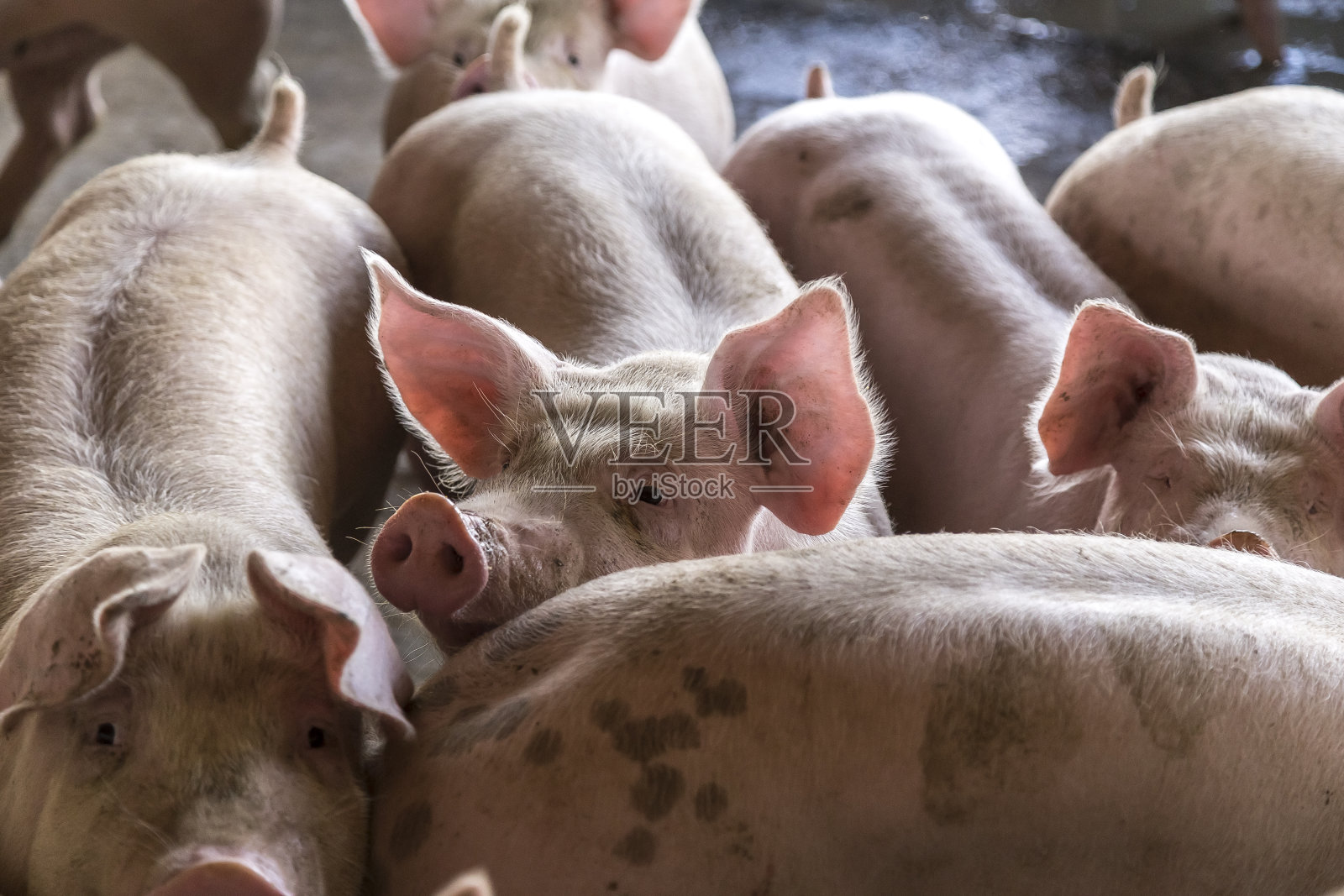 农业养猪场照片摄影图片