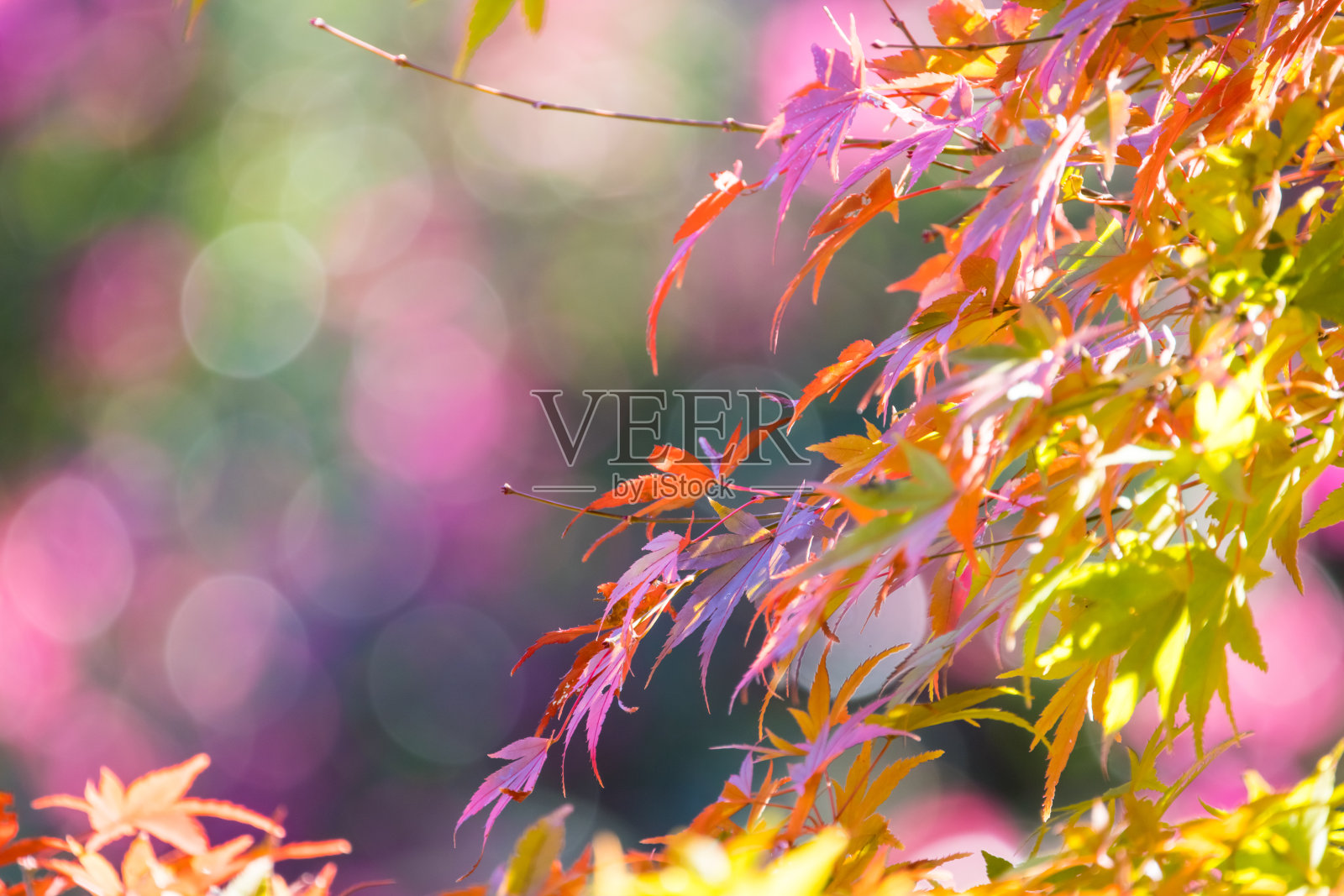 日本森林里五颜六色的秋叶照片摄影图片