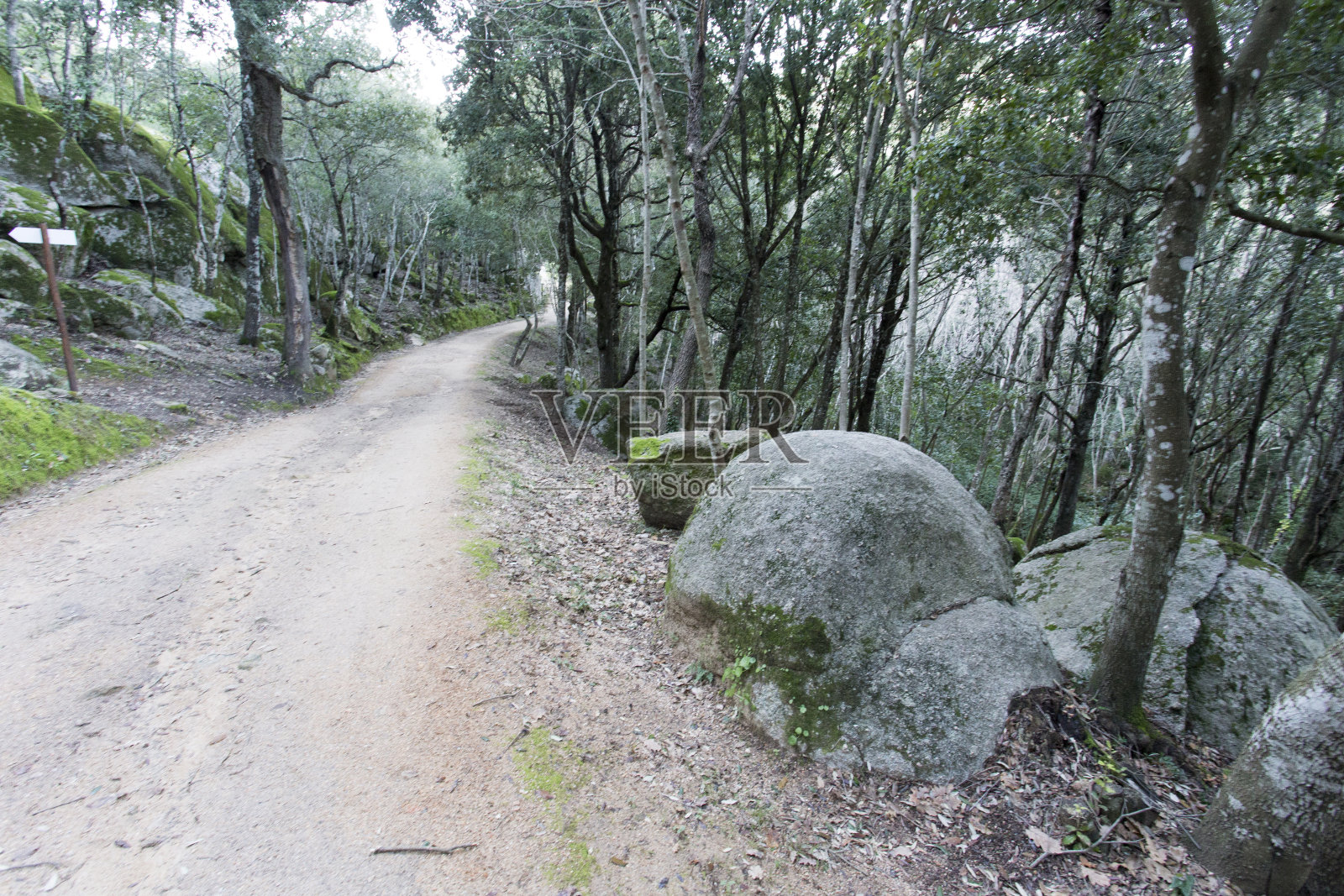 撒丁岛树林里的一条美丽小径照片摄影图片