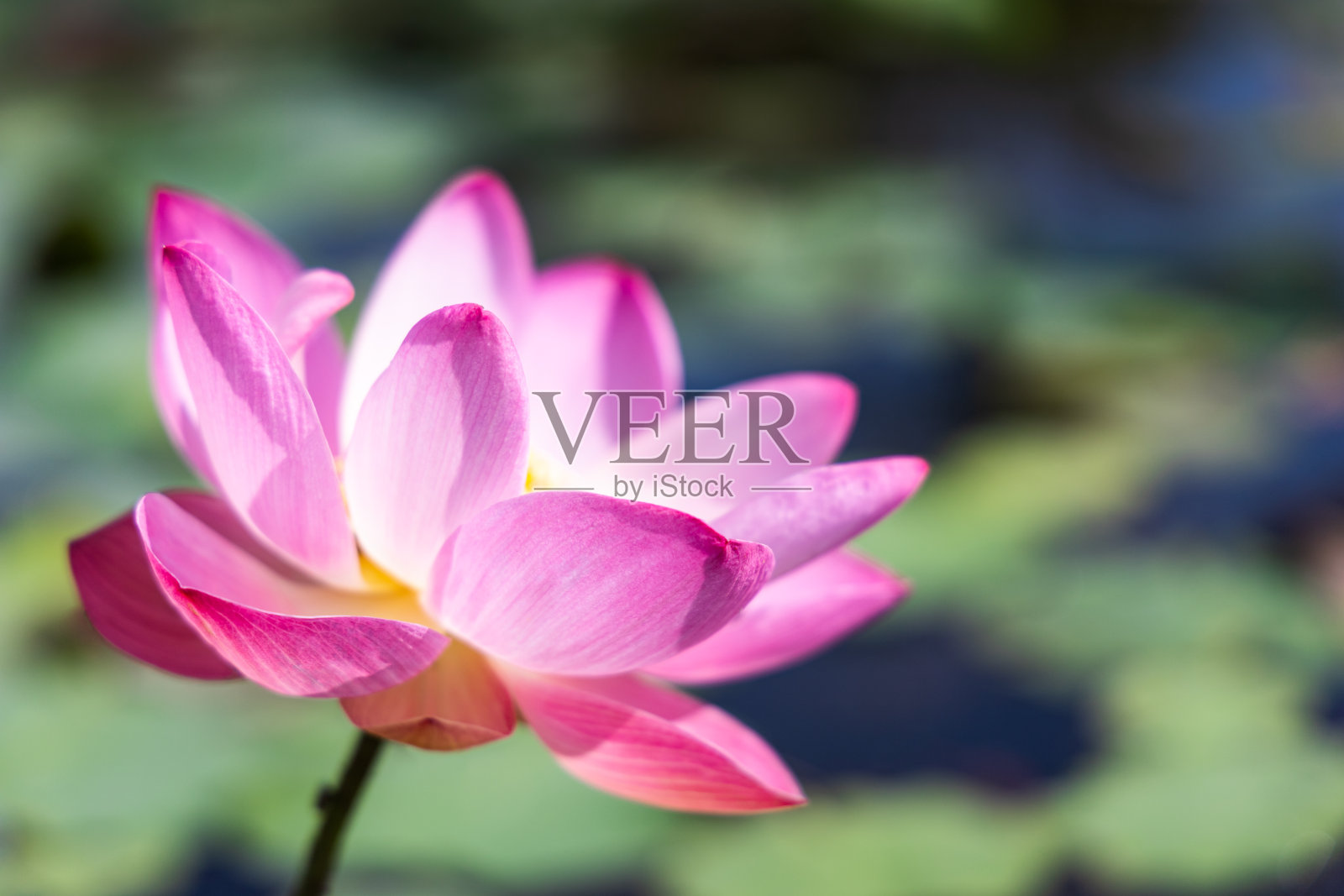 荷花开在荷塘里，荷叶绿。照片摄影图片