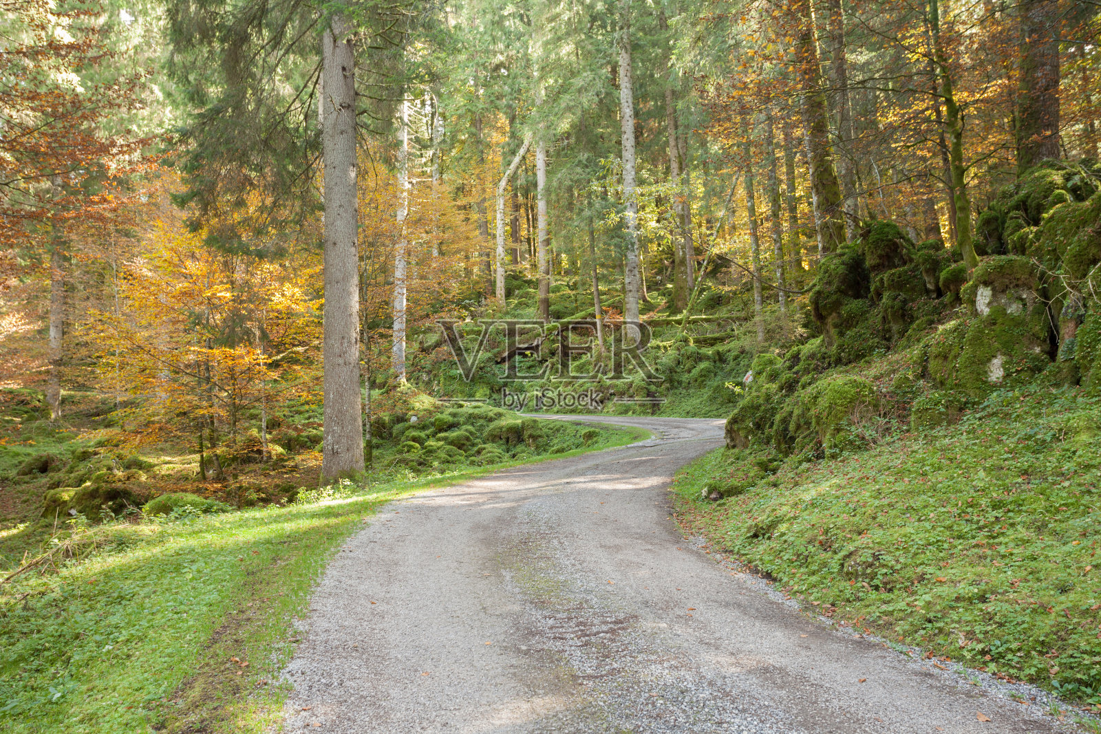 秋天意大利森林里的树叶照片摄影图片