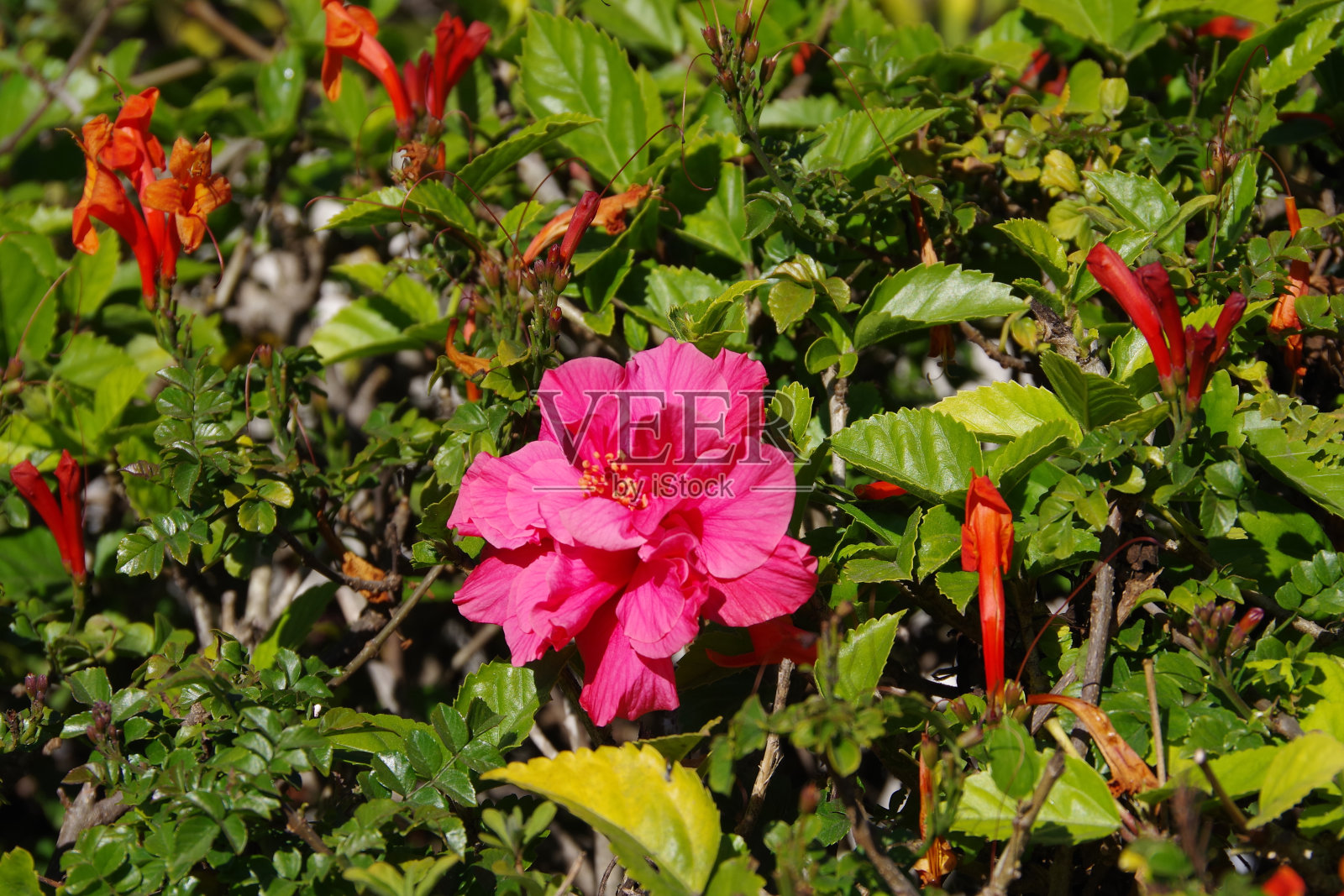 粉色双芙蓉照片摄影图片