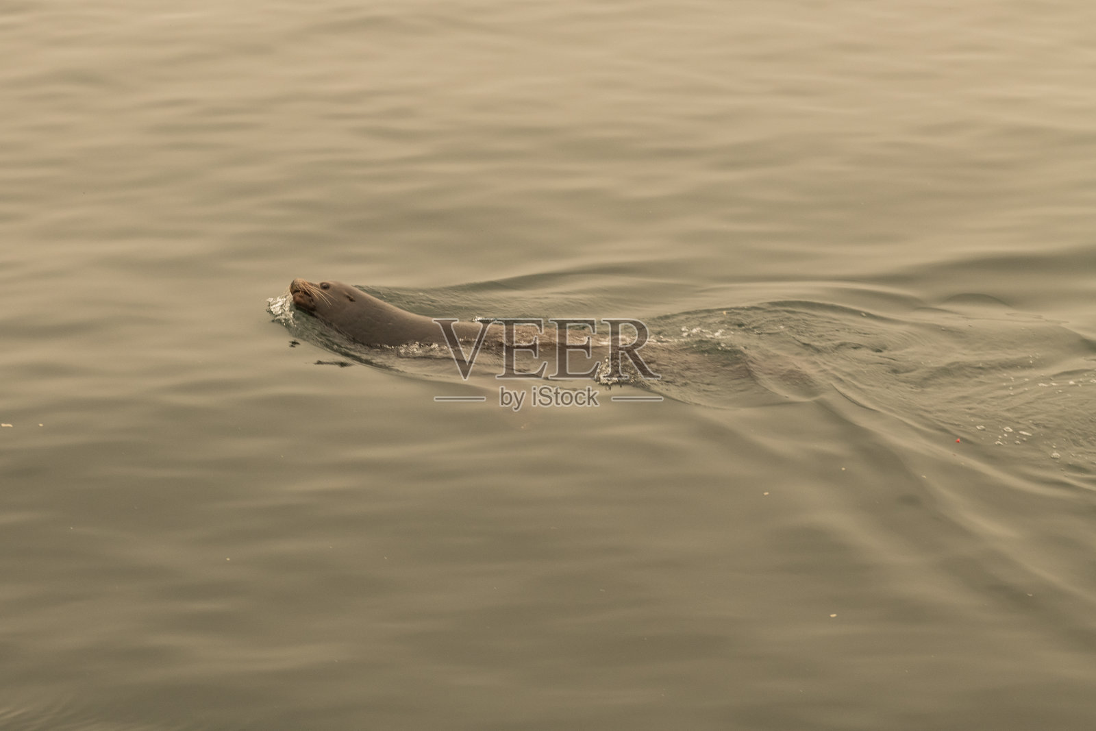 麻斑海豹照片摄影图片