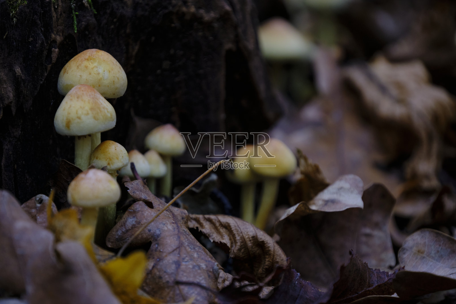 树上蘑菇的特写镜头照片摄影图片