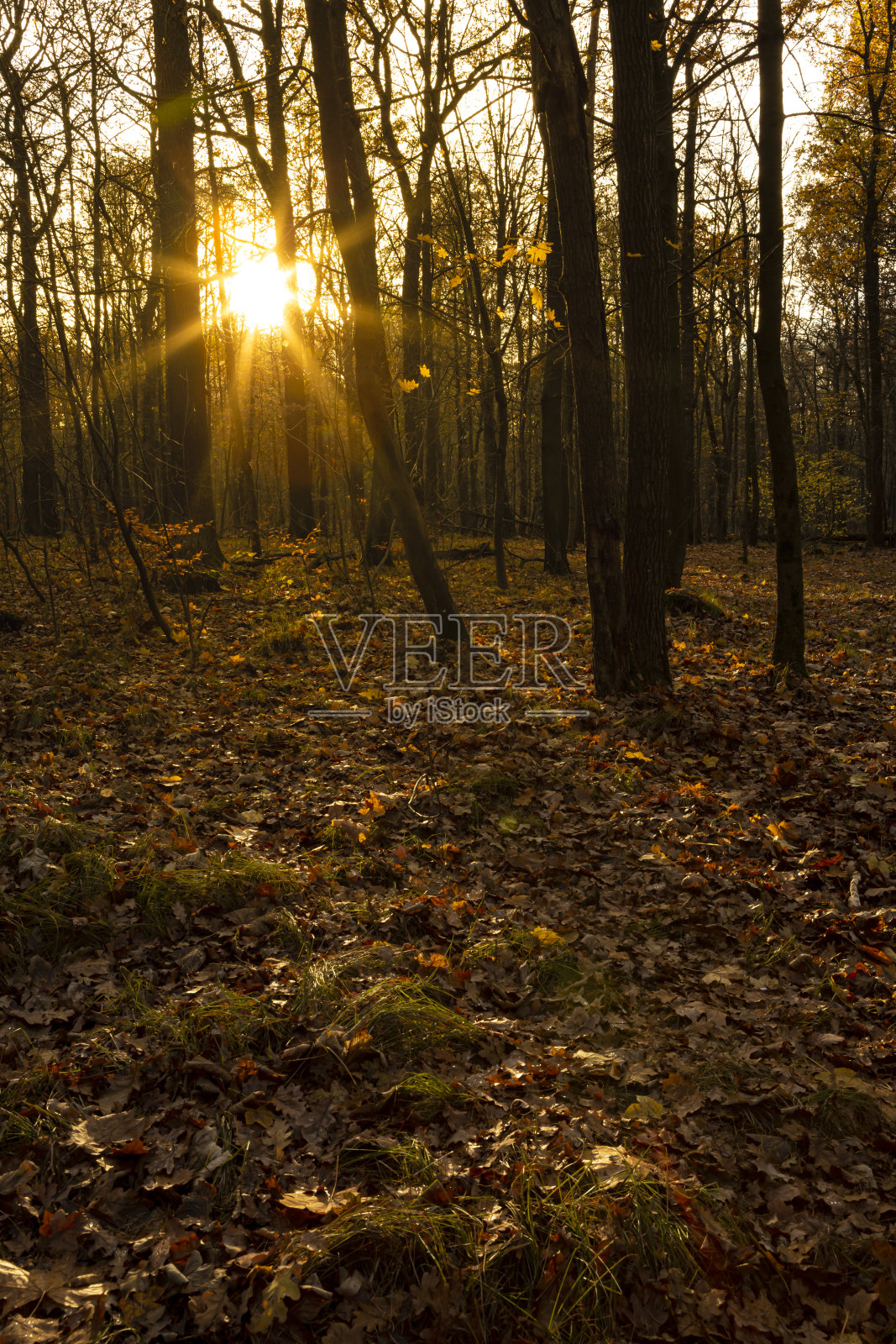美丽的森林景观，低低的阳光沐浴在地上的树叶照片摄影图片