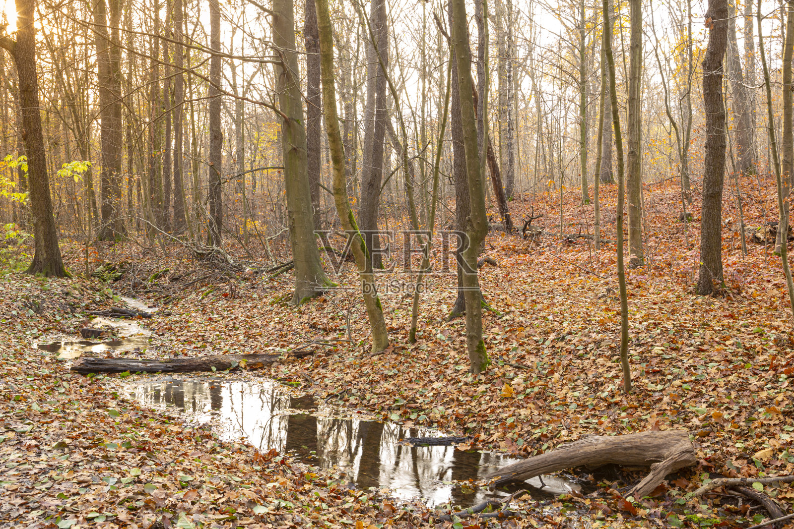 一股小水流过森林照片摄影图片