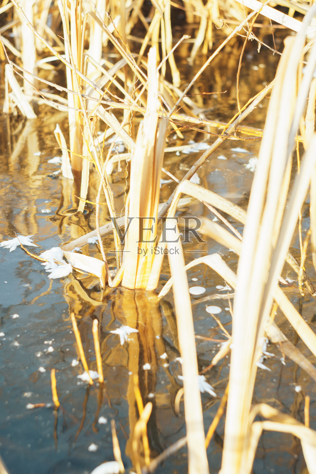 冰冻的冰干草在雪中近距离照片摄影图片