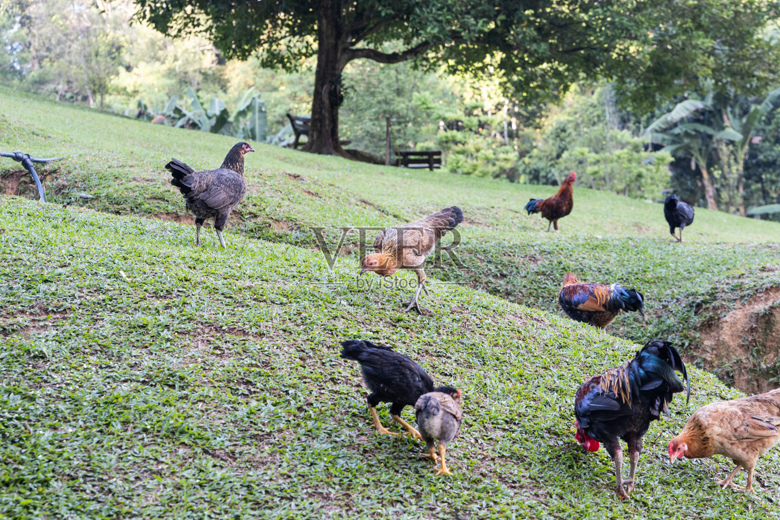 马来西亚自由放养有机畜禽养殖照片摄影图片