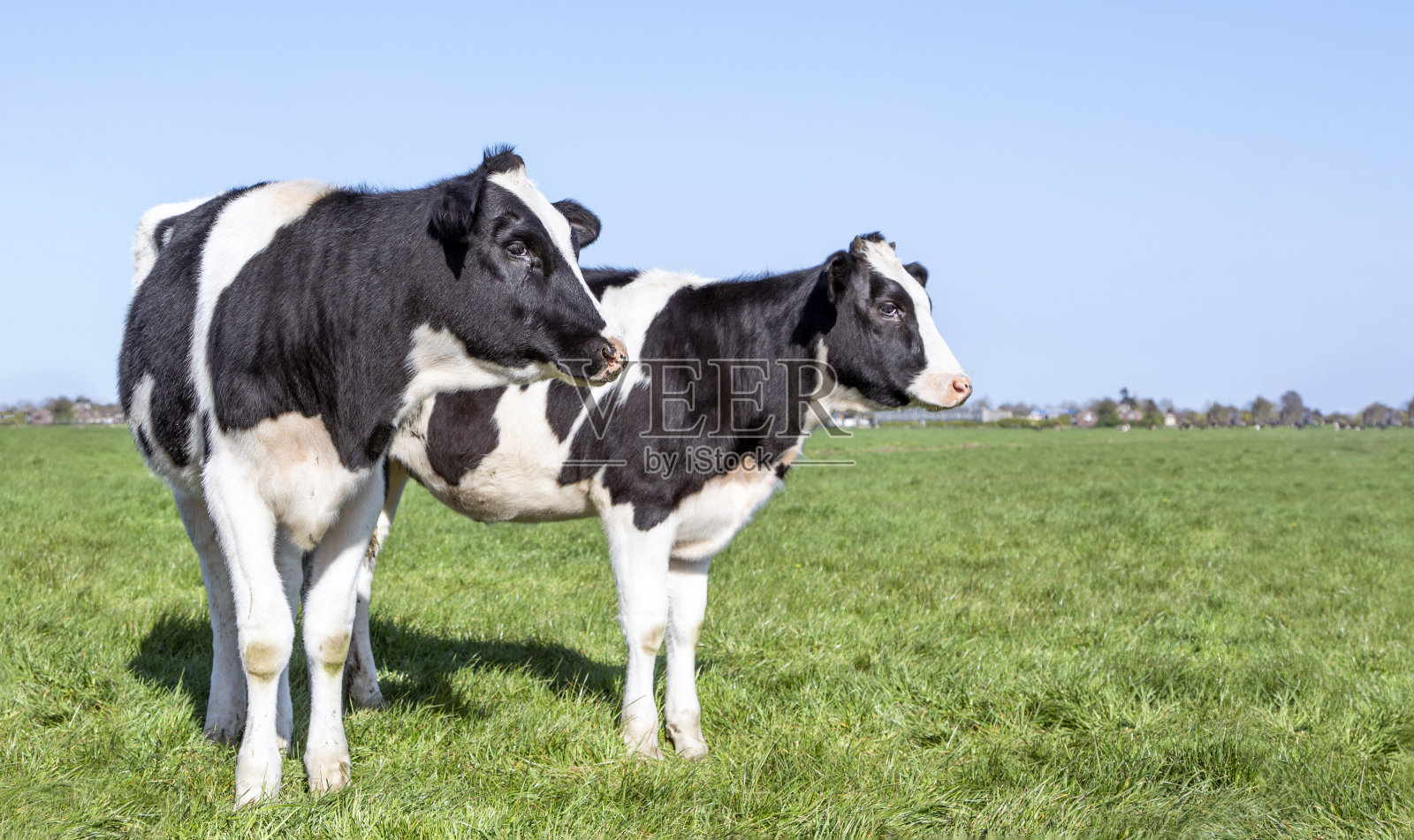 两头奶牛，黑白两色，弗里斯兰荷斯泰因奶牛，站在田野里，向一旁望去，蓝天和笔直的地平线。照片摄影图片