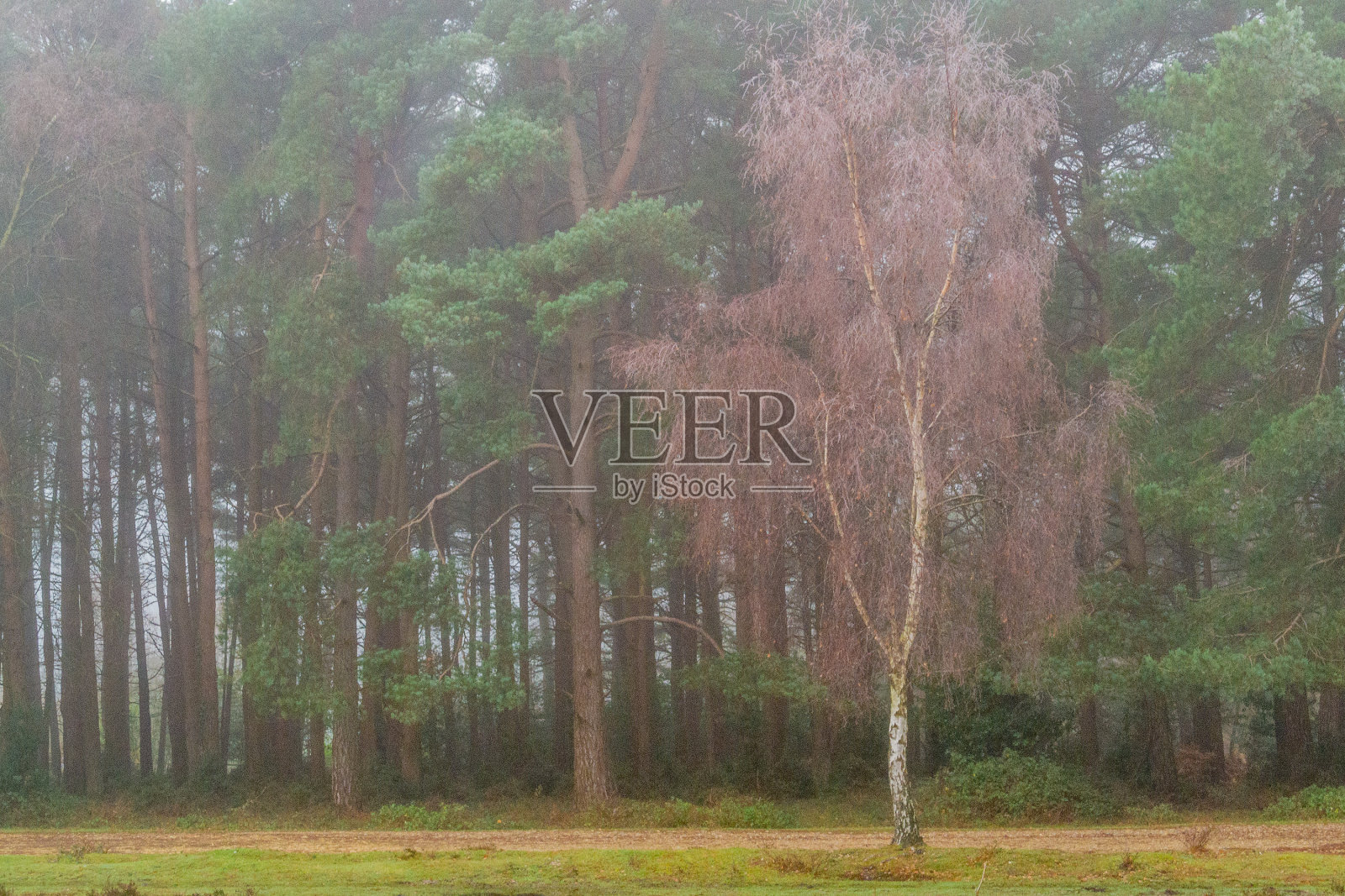 玫瑰在荆棘照片摄影图片