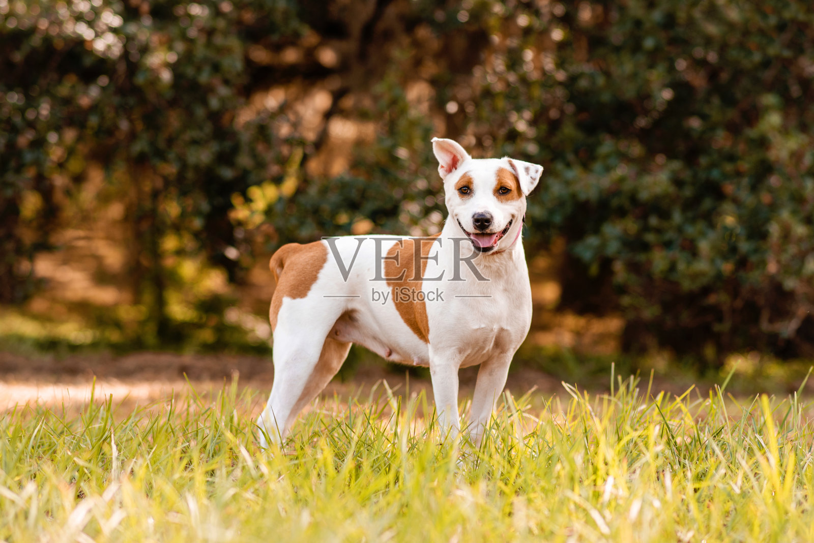 斗犬在公园里享受阳光明媚的一天照片摄影图片