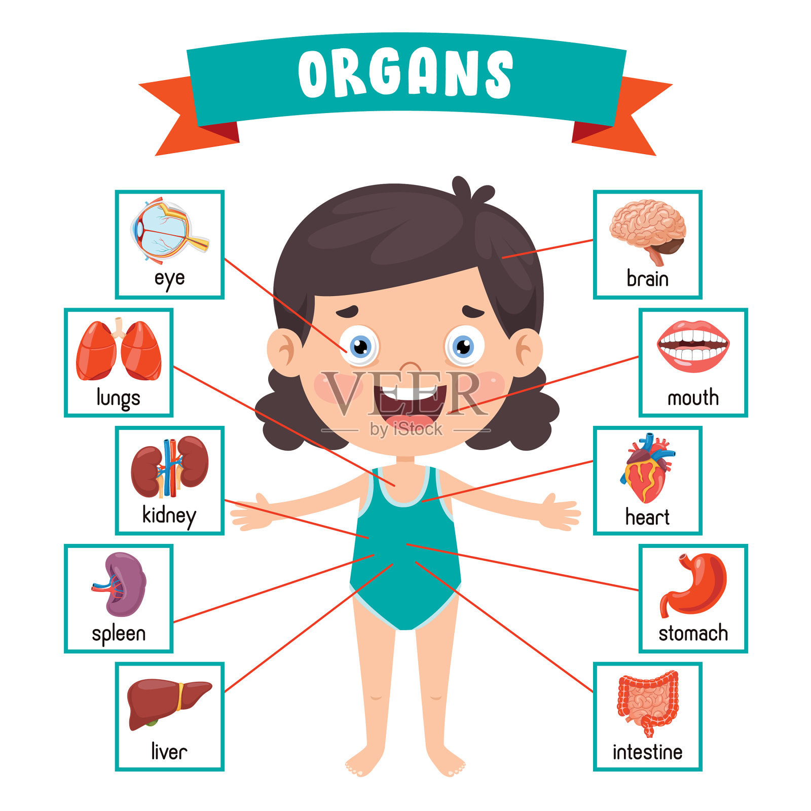 人体器官插画图片素材