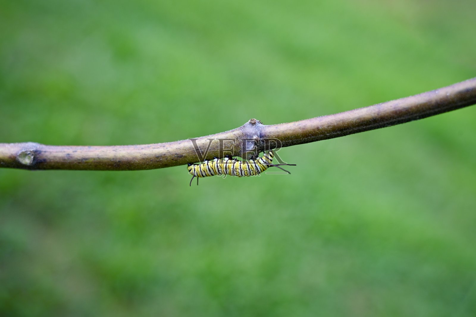 君主的绳索照片摄影图片