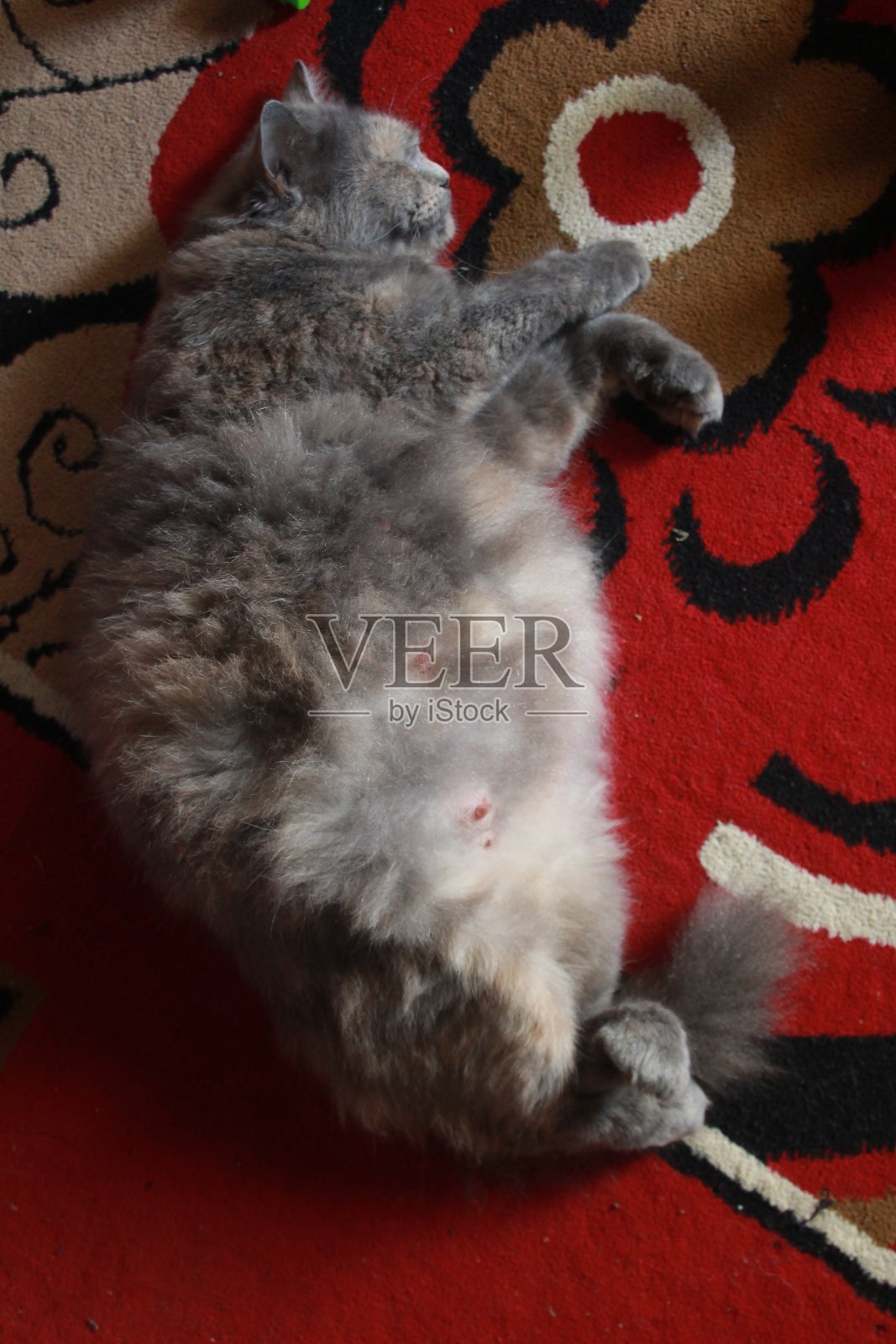 猫照片摄影图片