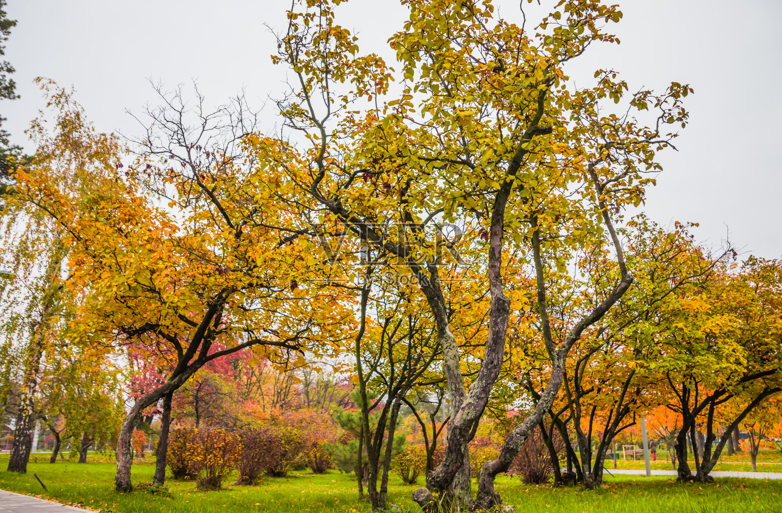 秋天里公园里落叶。在阴天有苹果树、枫树和其他树木的景观。照片摄影图片