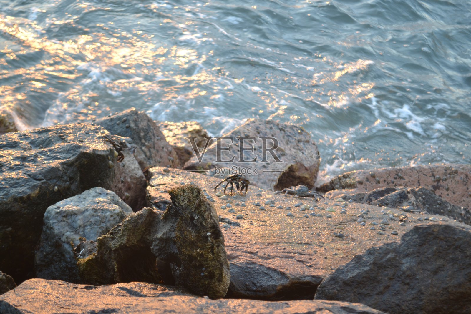 螃蟹在石头上照片摄影图片