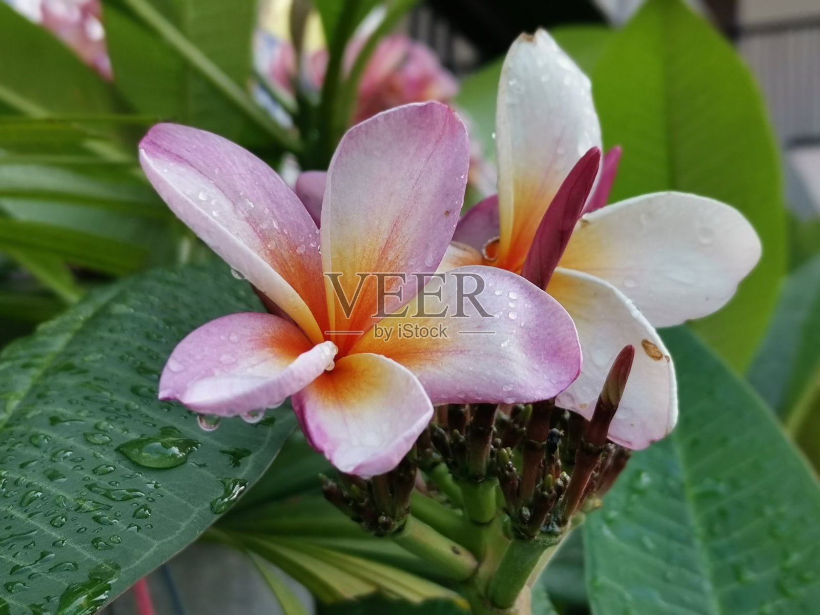 雨天后的一组粉、黄、白相间的花(鸡蛋花、鸡蛋花)，以自然为背景，形成模糊风格。水疗和治疗用的花照片摄影图片