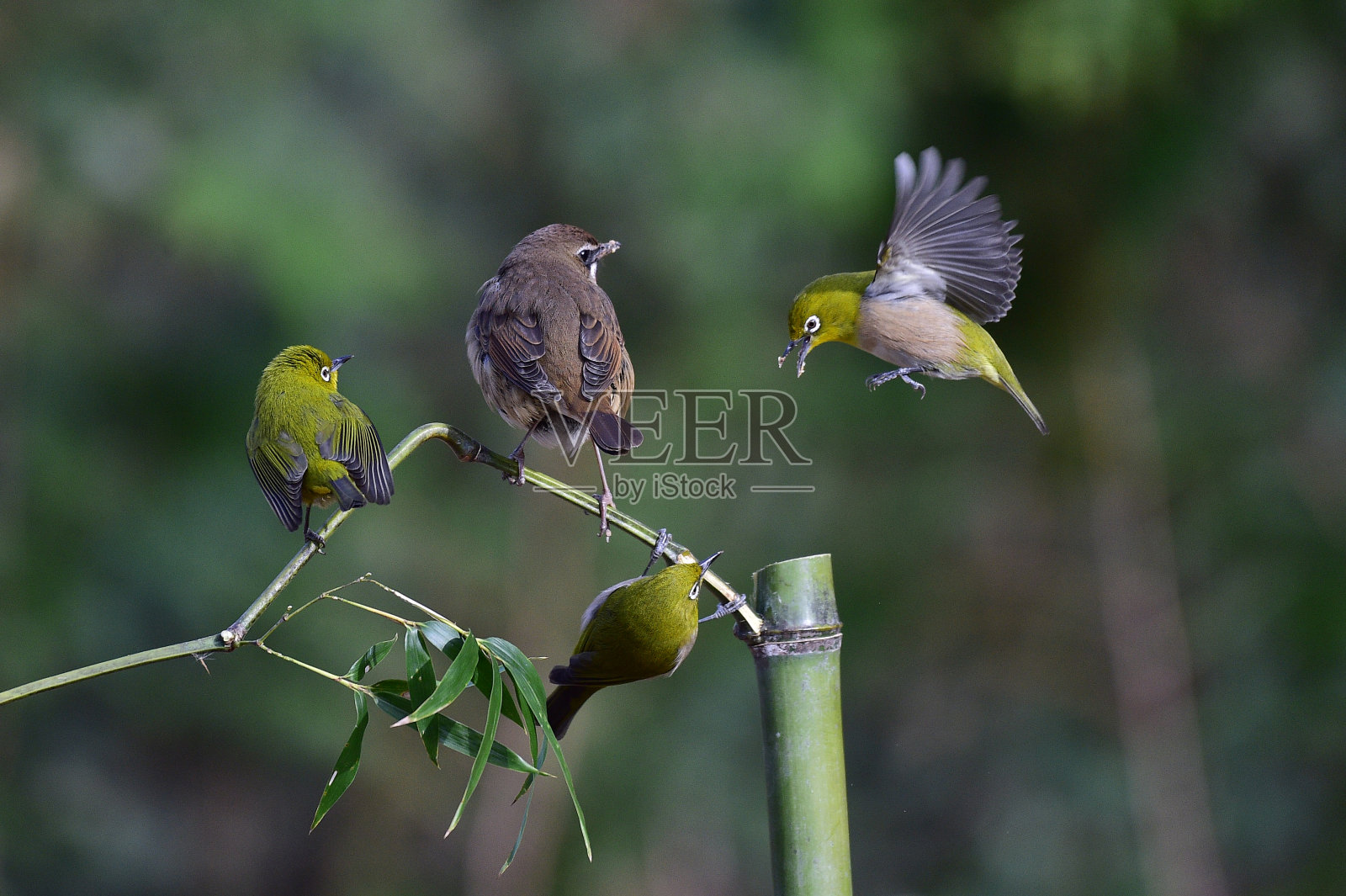 韩国永久留鸟。照片摄影图片