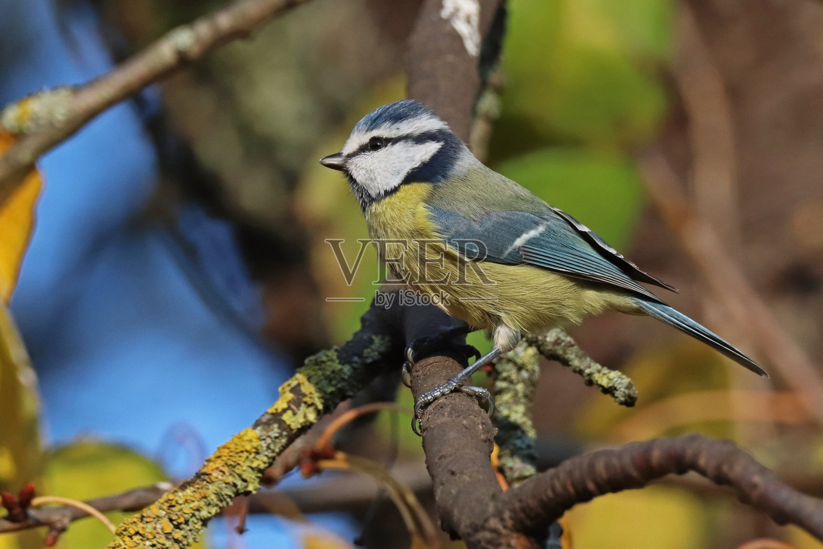 蓝色(Cyanists山雀)。照片摄影图片