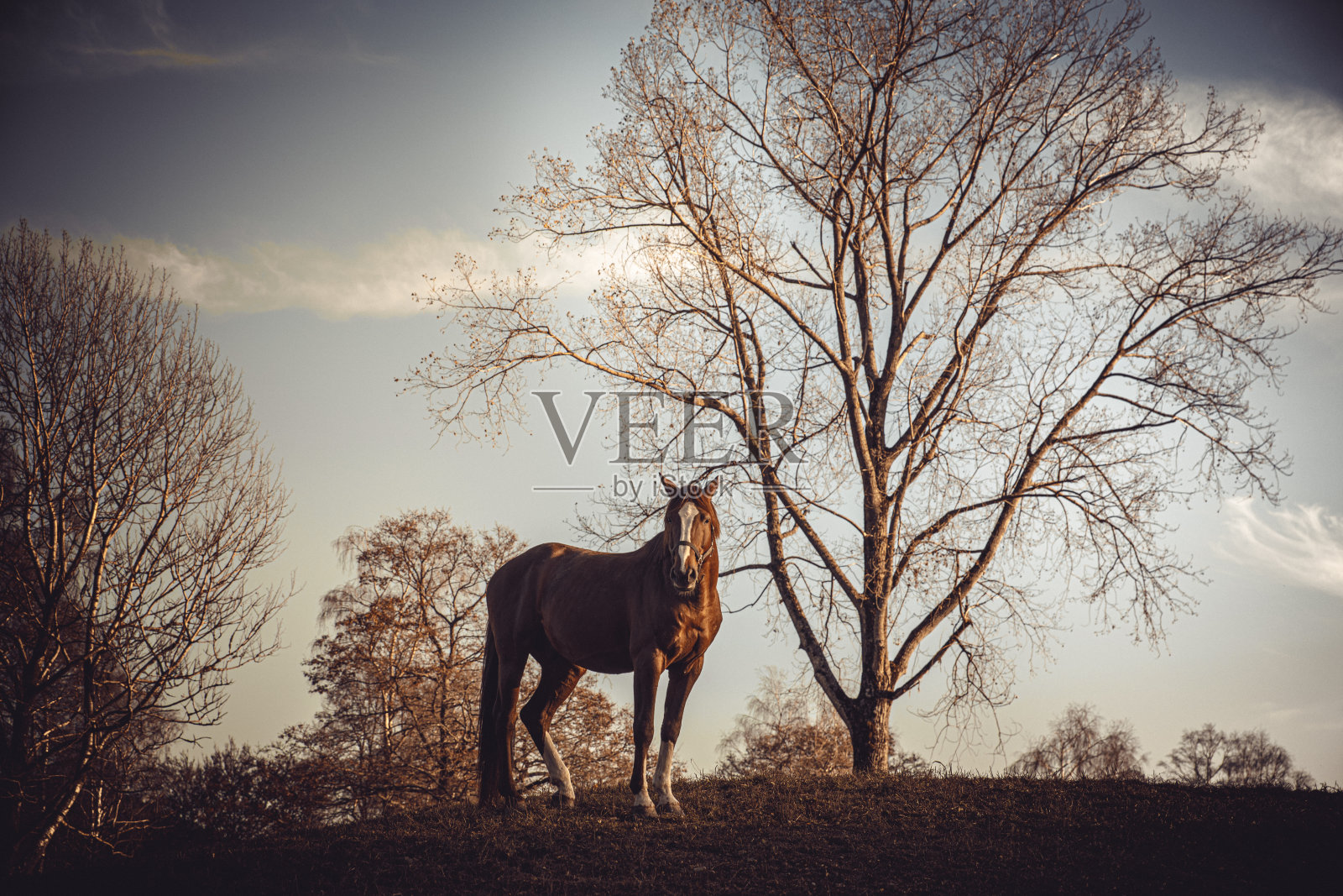 意大利田野里一匹马的肖像照片摄影图片