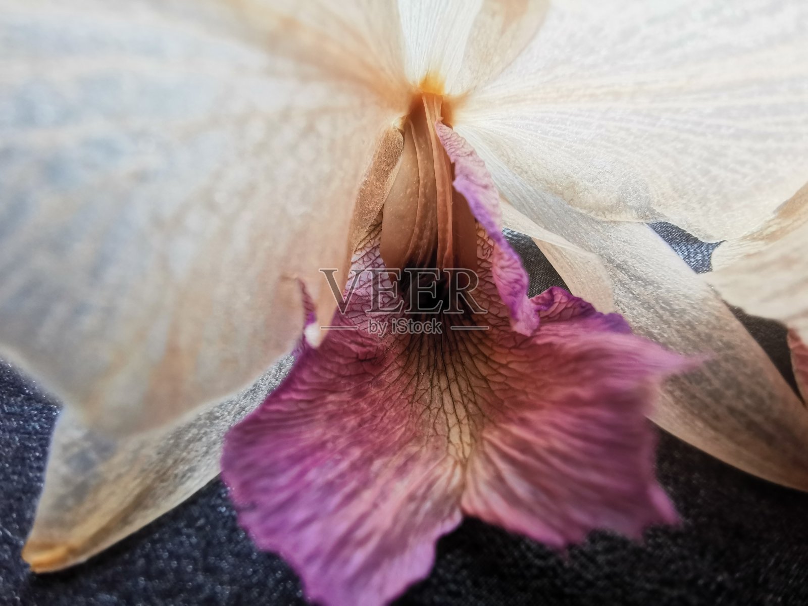 褪了色的花照片摄影图片