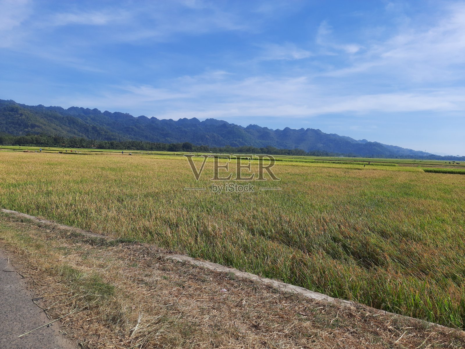 一份满意的黄米山景照片摄影图片