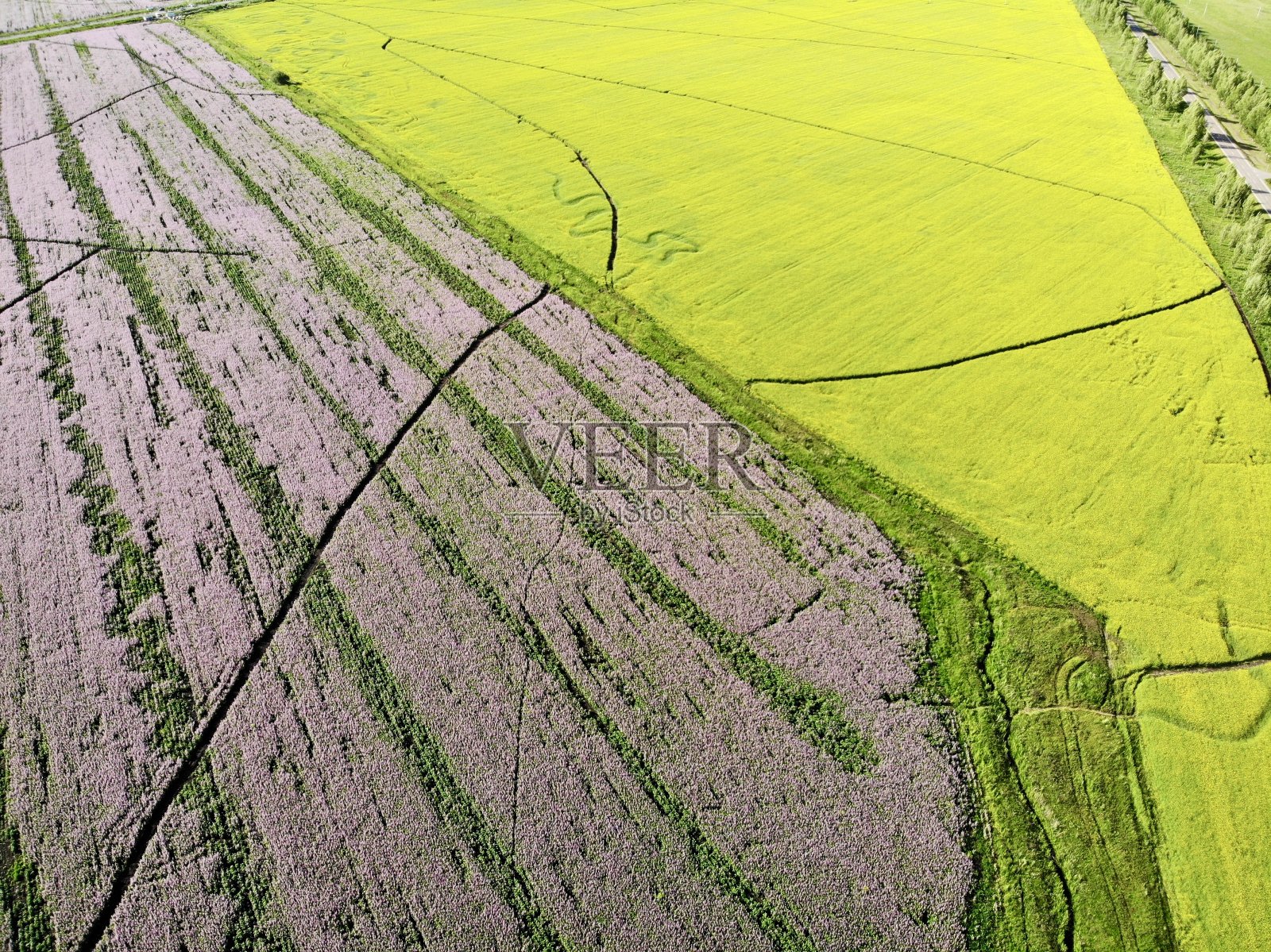 中国新疆美丽的花海鸟瞰图照片摄影图片