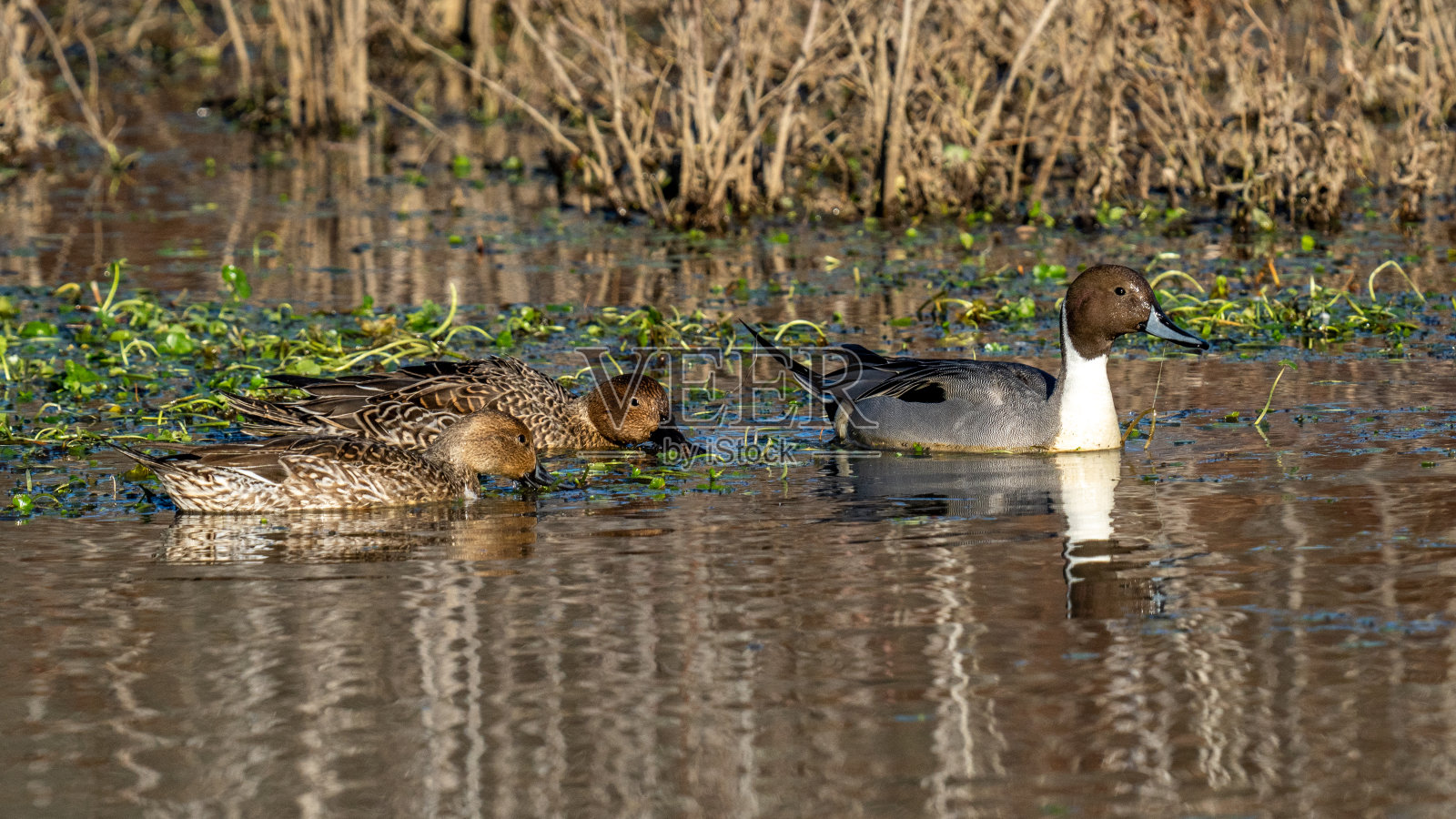 弗吉尼亚州亨特利草地公园的针尾鸭照片摄影图片