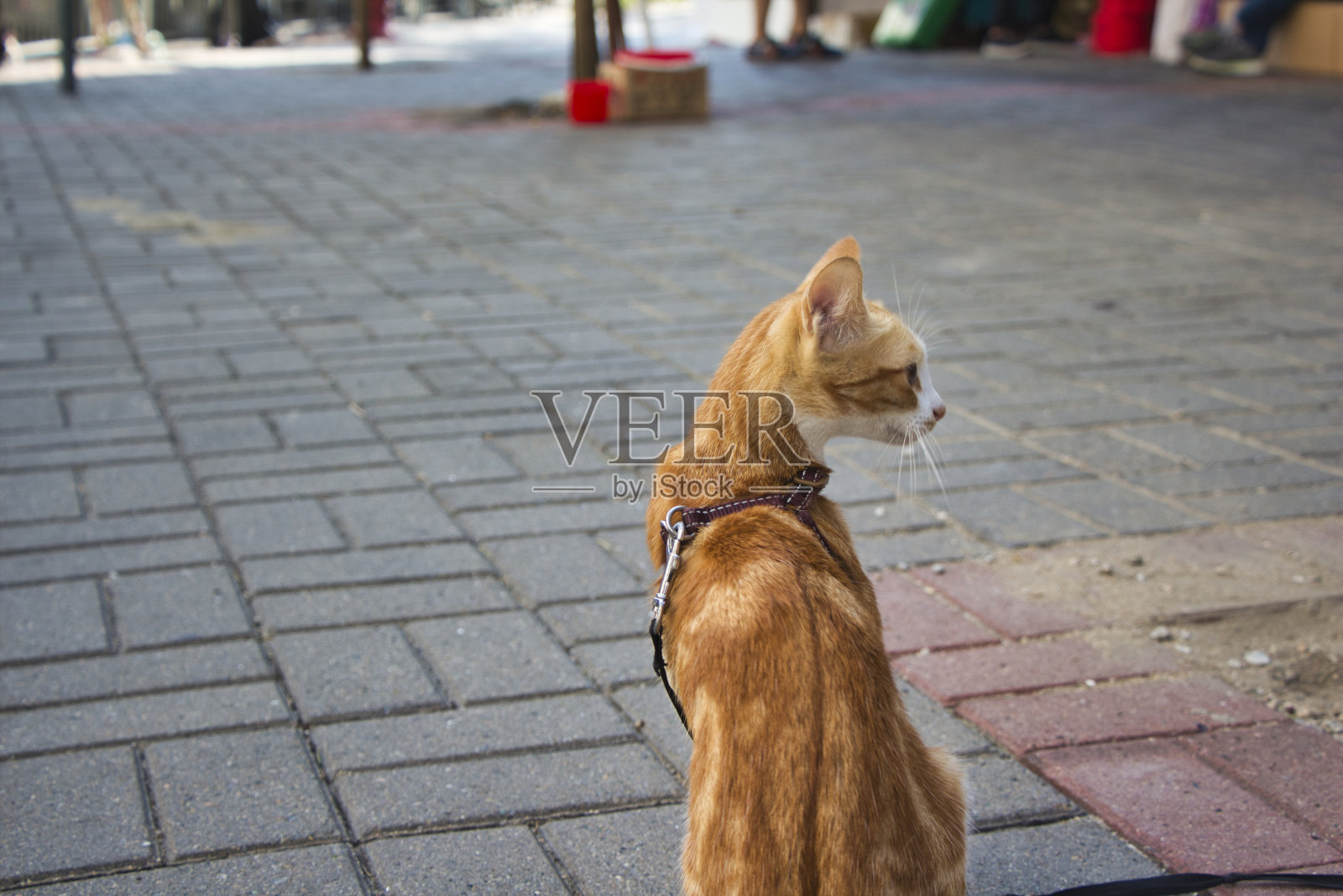 猫照片摄影图片