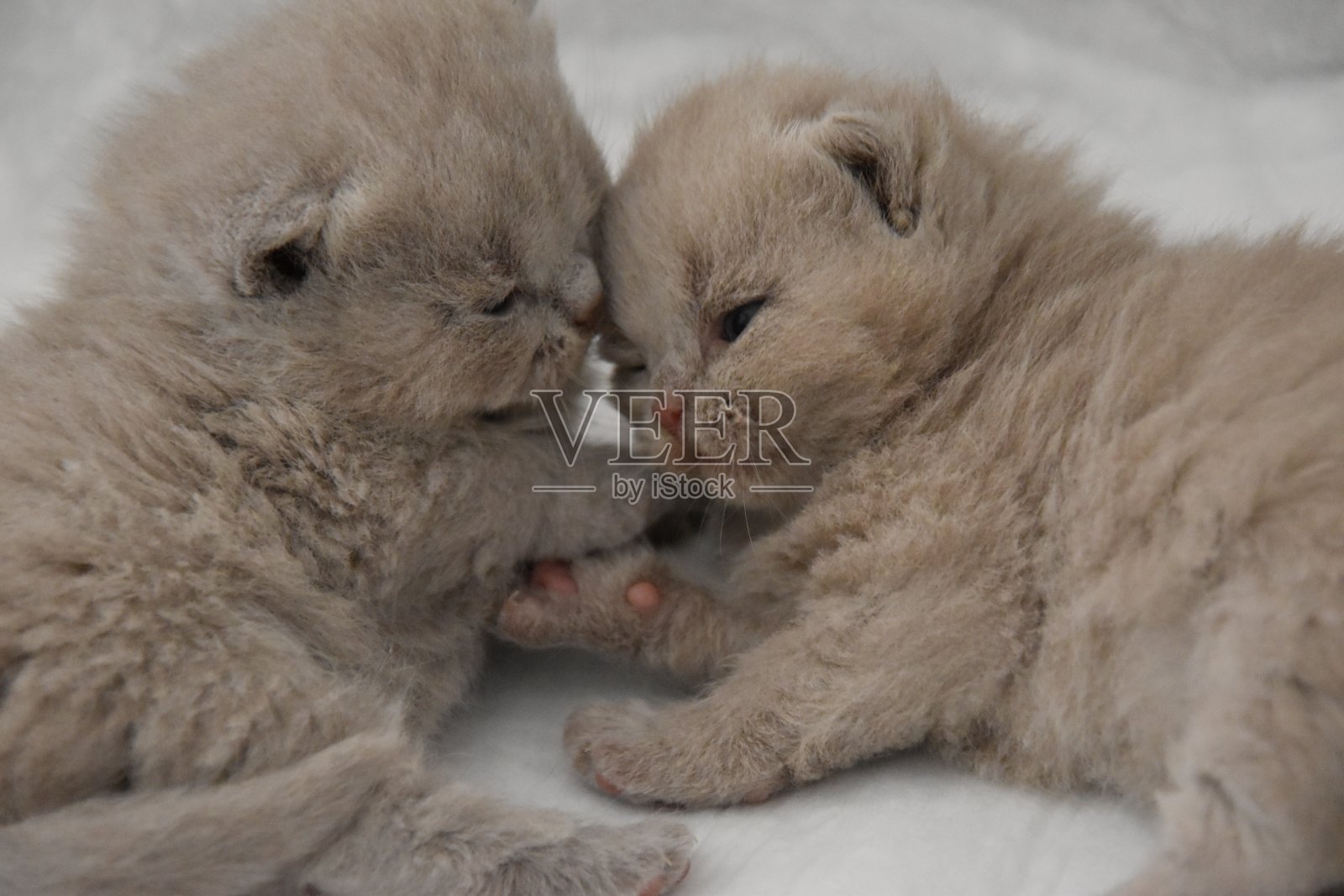 小猫照片摄影图片