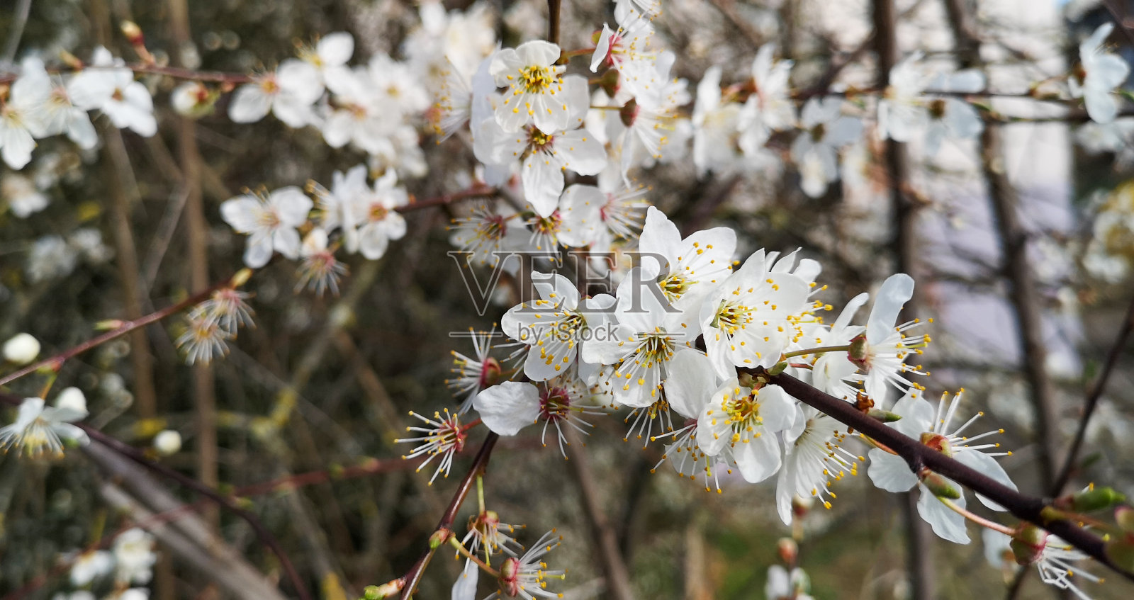 近距离开花的樱花，白色的樱桃树枝上盛开着娇嫩的花朵，映衬着朦胧的花树，灌木的背景，初春阳光明媚的一天。软焦点，水平墙面装饰。照片摄影图片
