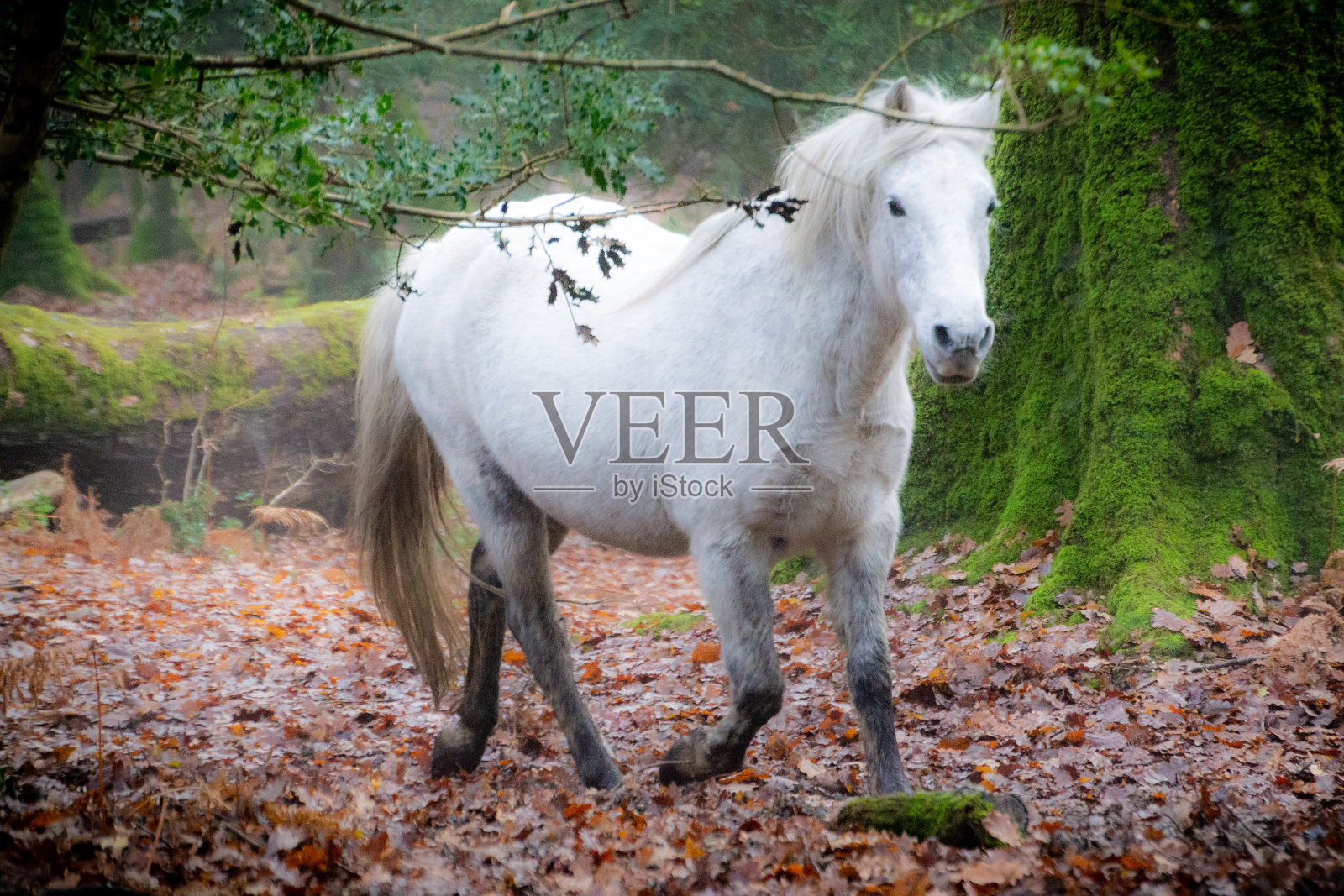 魔法森林小马，新森林照片摄影图片